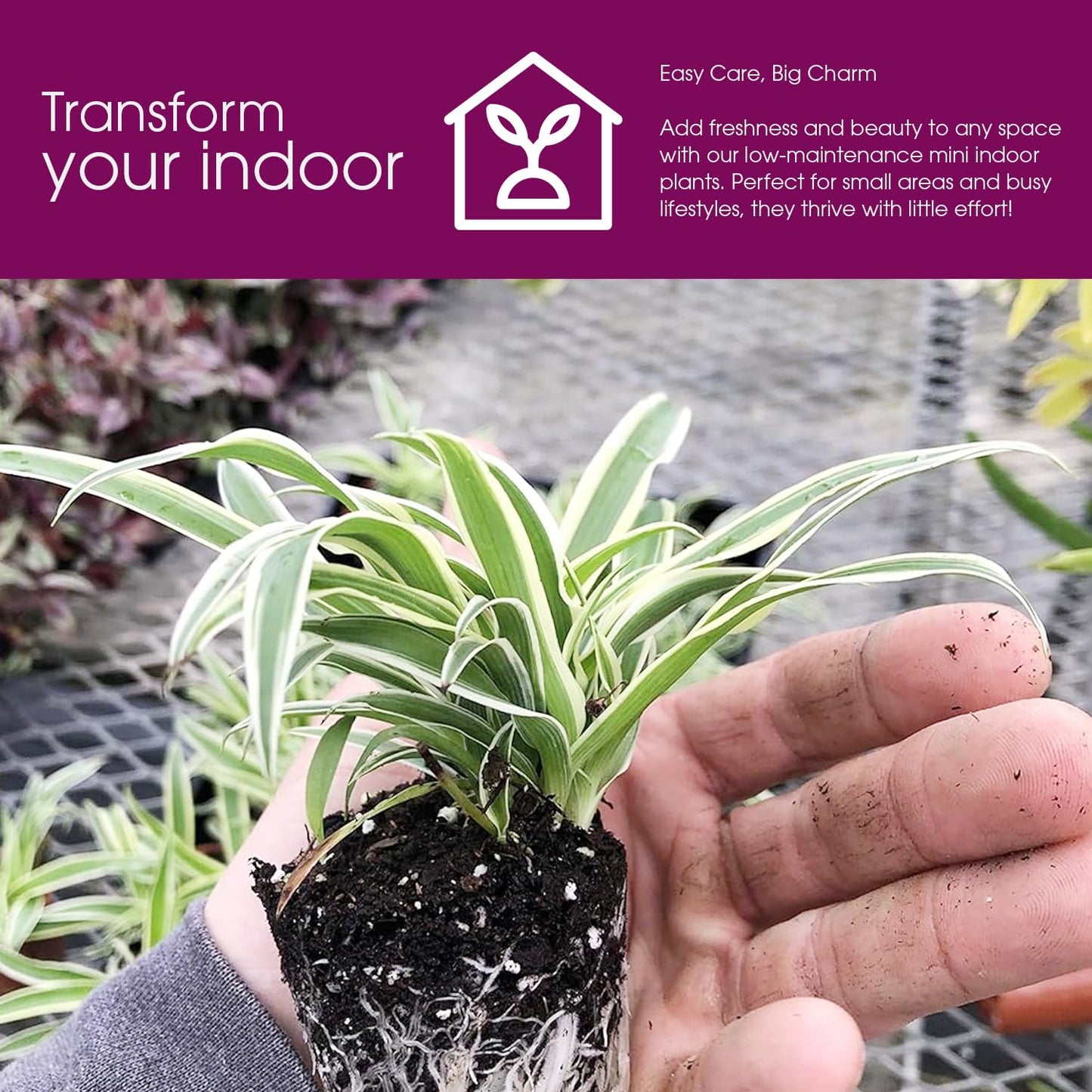 3 Pack Airplane Spider Plant – Live Indoor Houseplant | Fully Established Bare Root Plants, Air-Purifying, Low Maintenance, Thrives in Home & Office | Live Plants Indoor, Variegated Houseplant