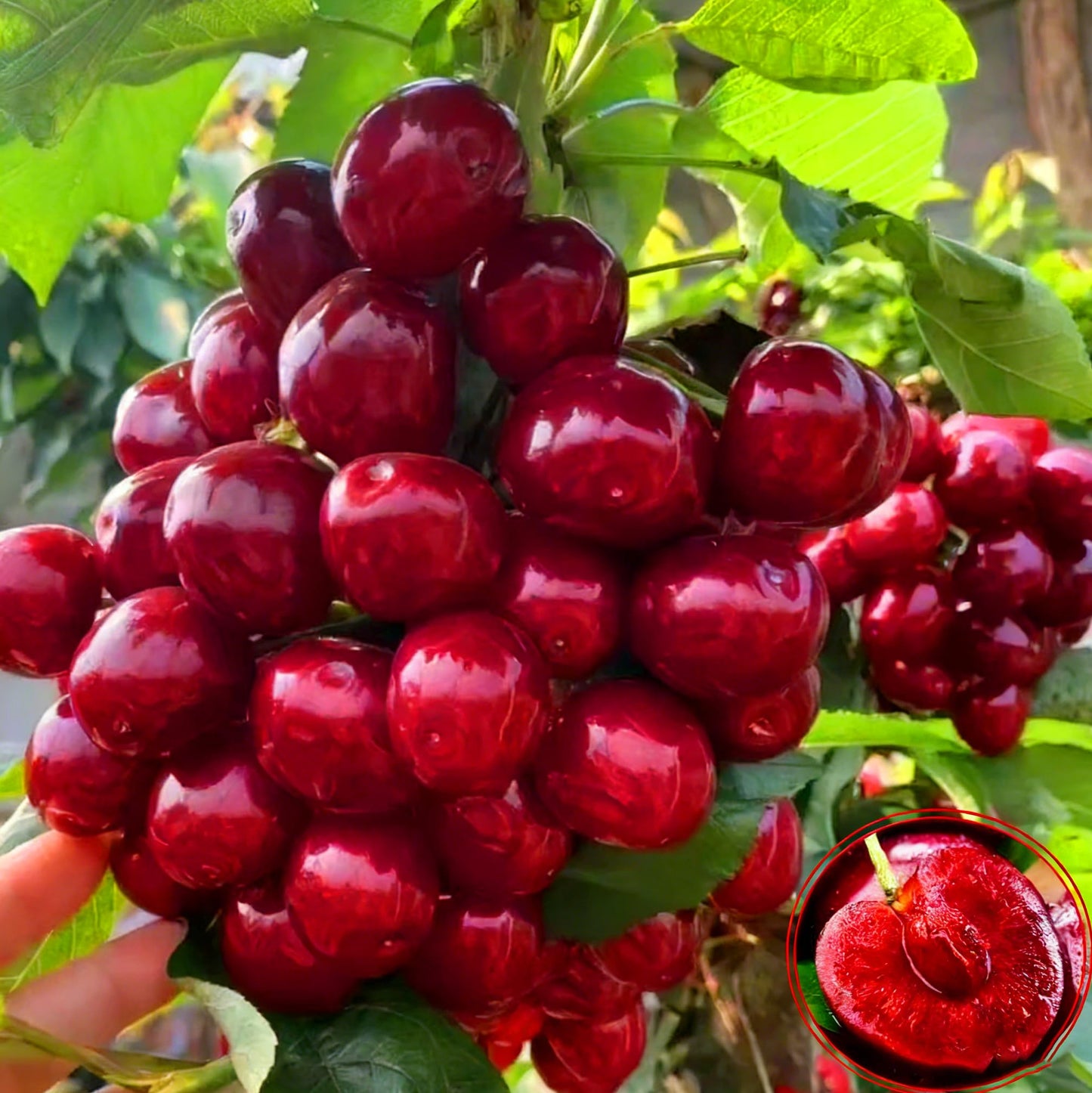Mixrug Mix Fruit Seeds Pack for Planting, 160pcs Lemon Orange Apple Blueberry Cherry Seeds, Non-GMO Heirloom Sweet Edible Juicy Fruits Tree Plants in Your Home Garden