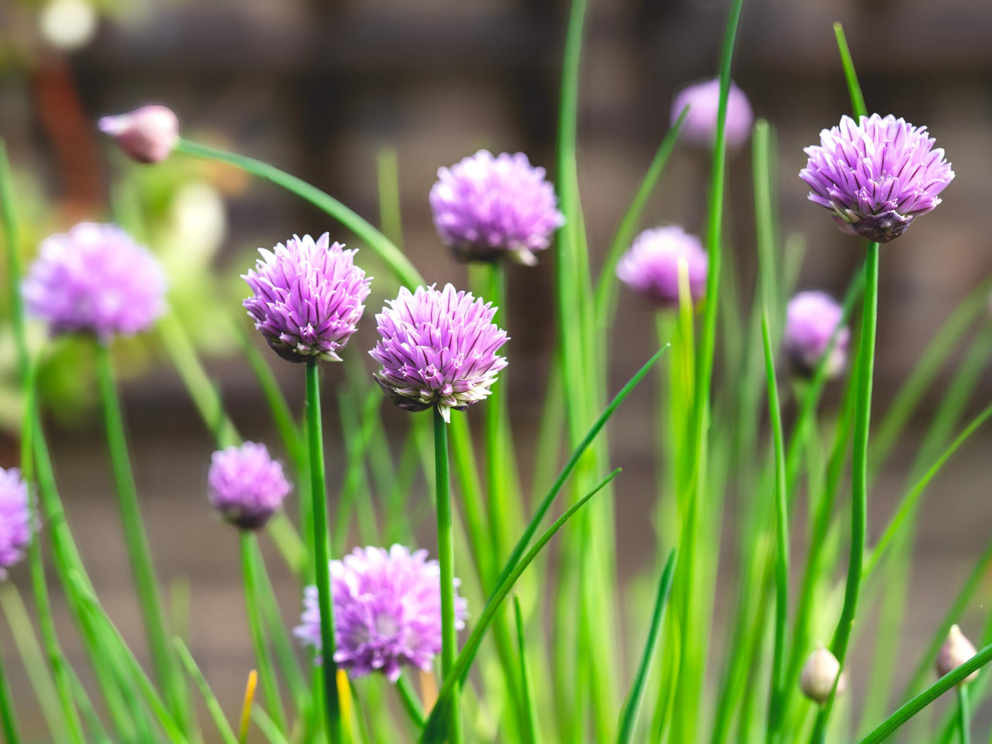 Smoke Camp Crafts Organic Chives Plant, (Allium schoenoprasum) 2.5-inch Pot - Kitchen Garden Herbs Live Plant