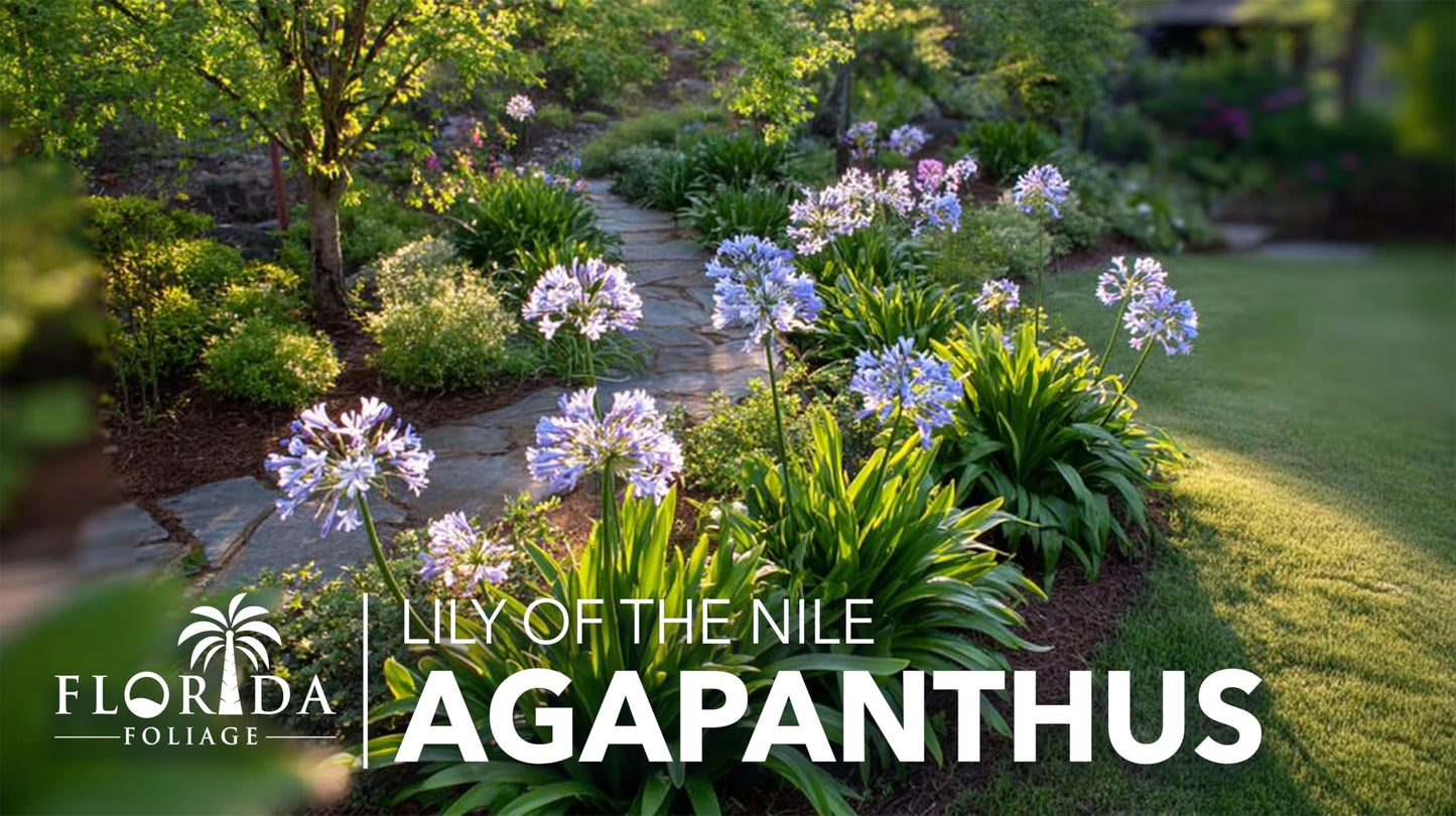 Agapanthus Africanus Blue Lily of the Nile | 3 Live Plants | Drought Tolerant, Long Blooming, Perennial Flower, Ornamental Garden, Pollinator Friendly, Easy Care, Evergreen Foliage
