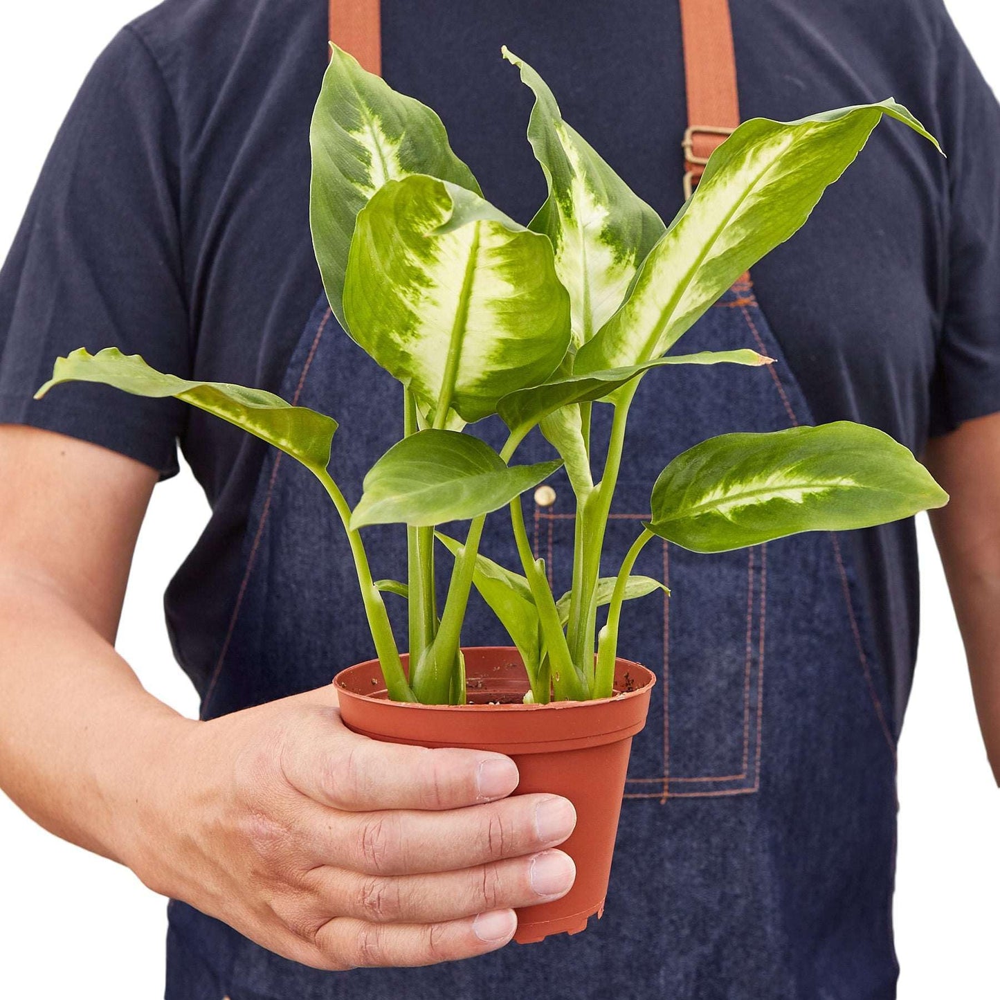 Dieffenbachia Camille Live Plant for Indoor | Different Houseplants in 4'' & 6'' Pot | Real House Plant for Living Room, Office, Desk & Bathroom | Cane | Camille