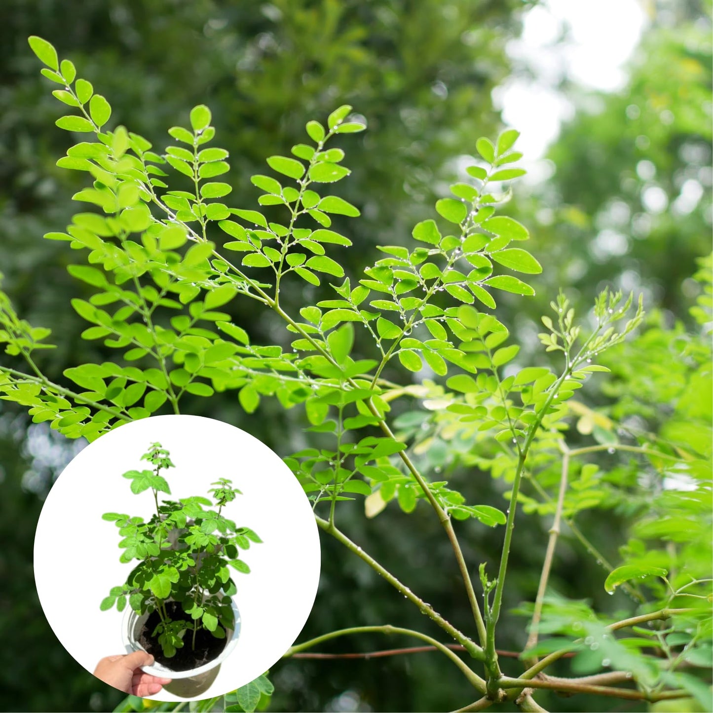 2 Malunggay Plants Moringa Oleifera Trees Live Plant for Planting, Drumstick Horseradish, 6 to 8 Inches in Tall