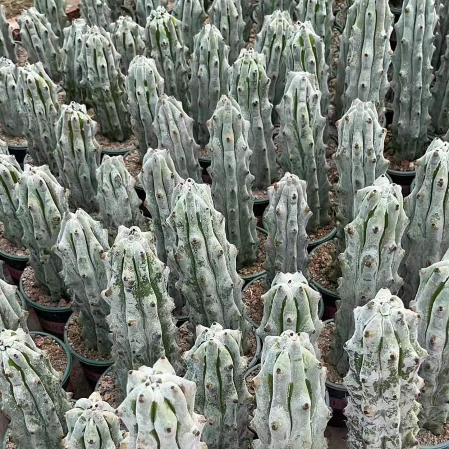 Stenocereus Beneckei Cactus – Rare Live Succulent Plant – 8"-10” Tall – Unique Columnar Cactus for Indoor & Outdoor Decor – Drought-Tolerant, Easy Care Live Plant