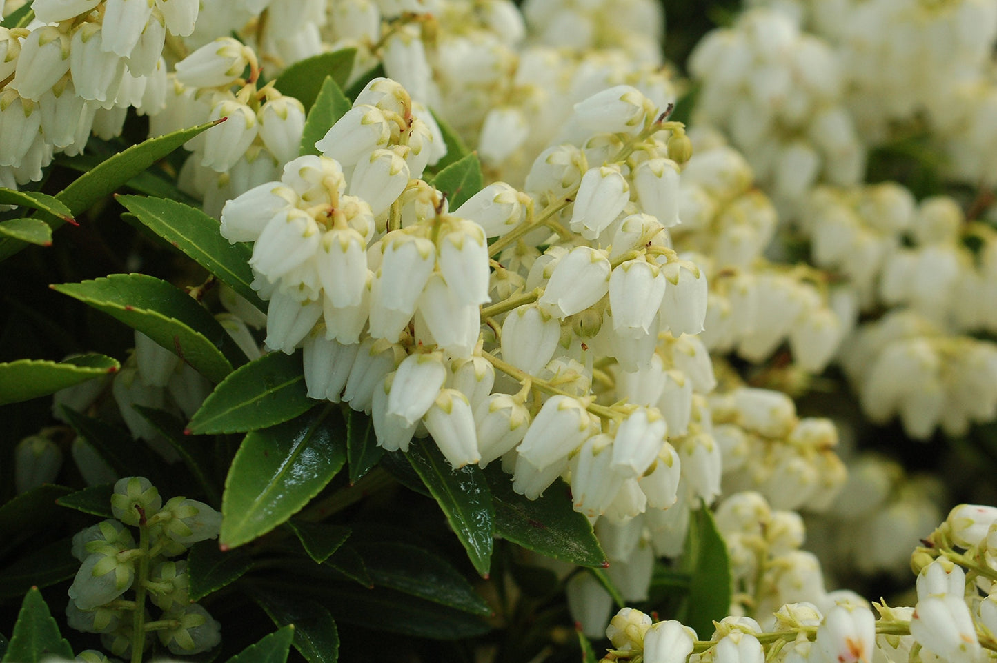 Live Plant from Green Promise Farms - Pieris jap. Cavatine, #3 Gallon Size Container, Evergreen, White Flowers - Plant Does NOT Ship to AZ, CA, HI, ID, MT, NV, OR, PR, UT & WA!