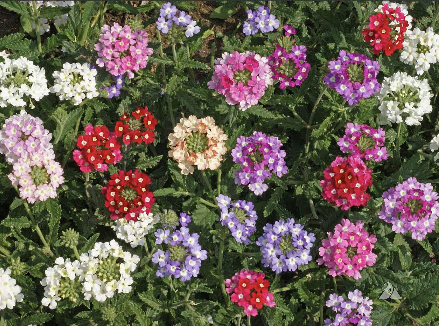 Ideal Florist Mix Verbena Seeds - Mixed Colors for Zones 6-10 - 1500 Seeds…