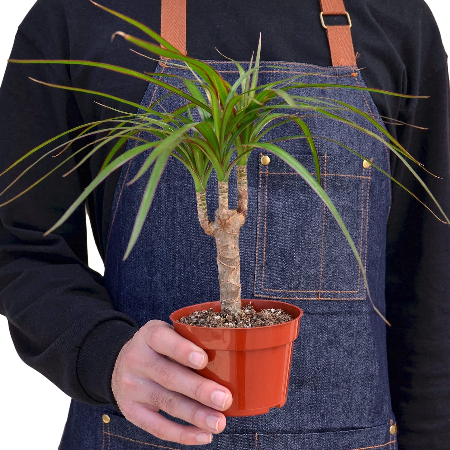 House Plant Shop | Dracaena 'Marginata Cane' - 4" Pot | Live Indoor Plant | Easy to Care | Natural Décor Plant | Great Gifts| Free Care Guide