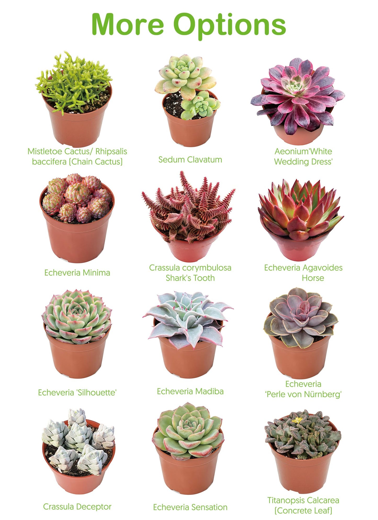 4" Live Succulent Plants Tradescantia Nanouk, Easy Care Potted Succulents, Indoor Houseplant, Unique Gifts, Home Office Décor