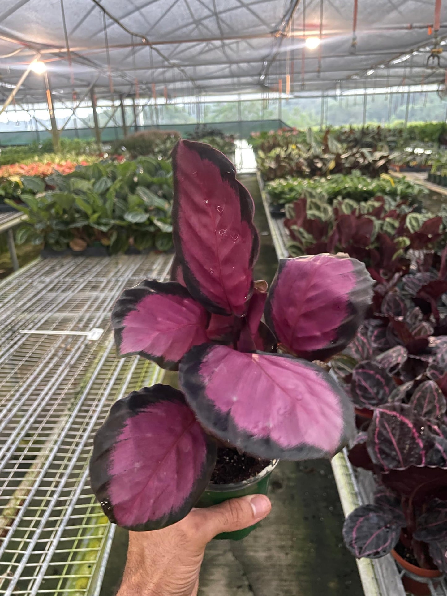 Calathea 'Purple Rose' | Live Plant for Indoor & Outdoor | for Living Room, Office, Bathroom | (4" Pot)
