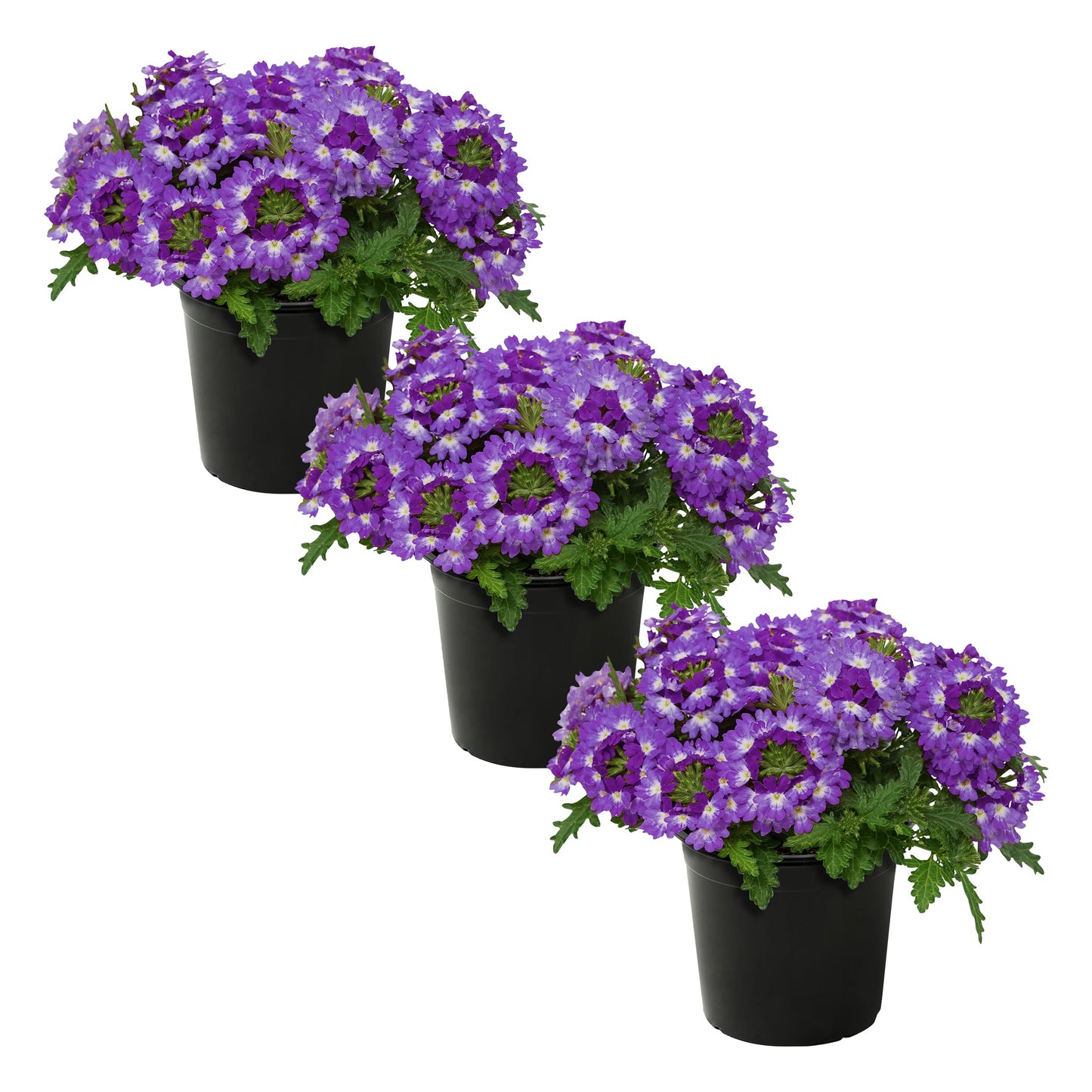 Live Flowering Verbena - Purple Bicolor (3 Plants Per Pack) - Healthy Flowering Plant - Beautiful Spring Color - 10" Tall by 5" Wide in 1Qt Pot