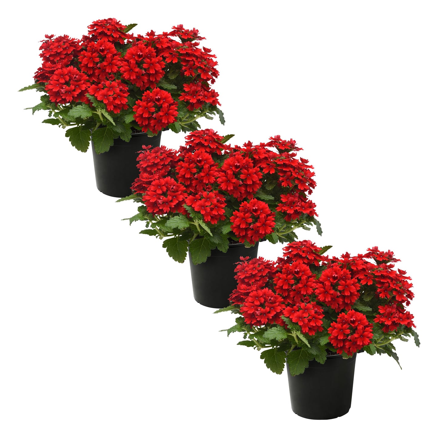 Live Flowering Verbena - Shades of Red (3 Plants Per Pack) - Healthy Flowering Plant - Beautiful Spring Color - 10" Tall by 5" Wide in 1Qt Pot