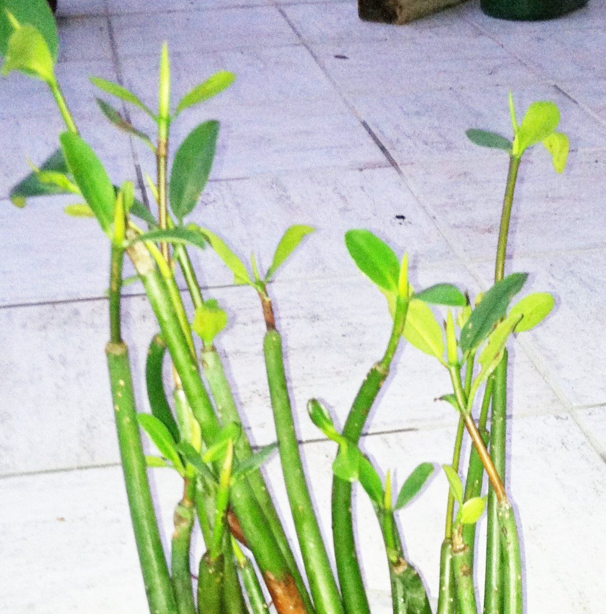 8 Healthy Strong Red Mangrove Seedlings