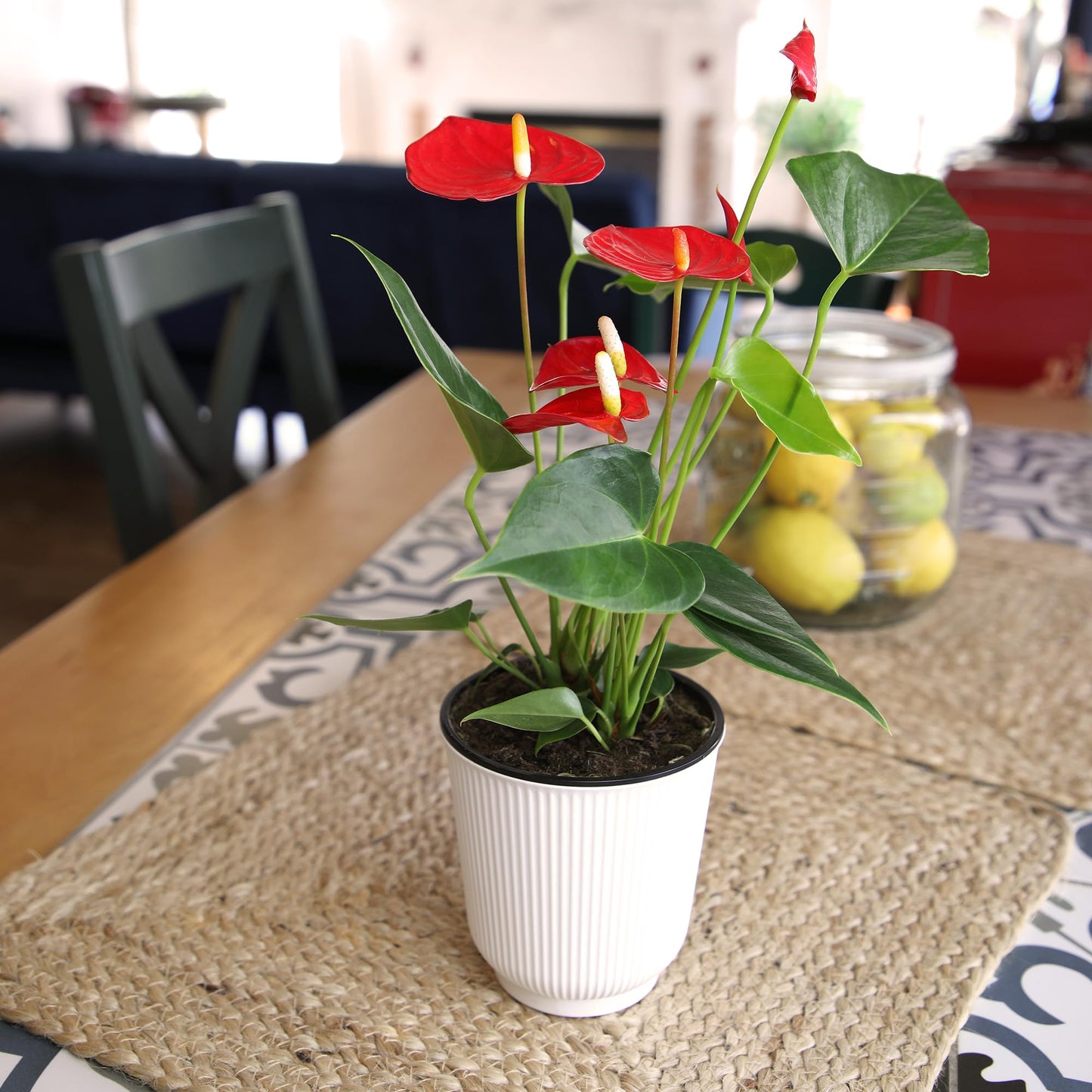 Altman Plants Red Anthurium Live Plant Decor in 4 Inch White Plastic Plant Pot, Easy to Grow Desk Plant, Easy Plant Gift, Decorative Indoor Plant, Live Anthuriums Live Plants Grown in Potting Soil Mix