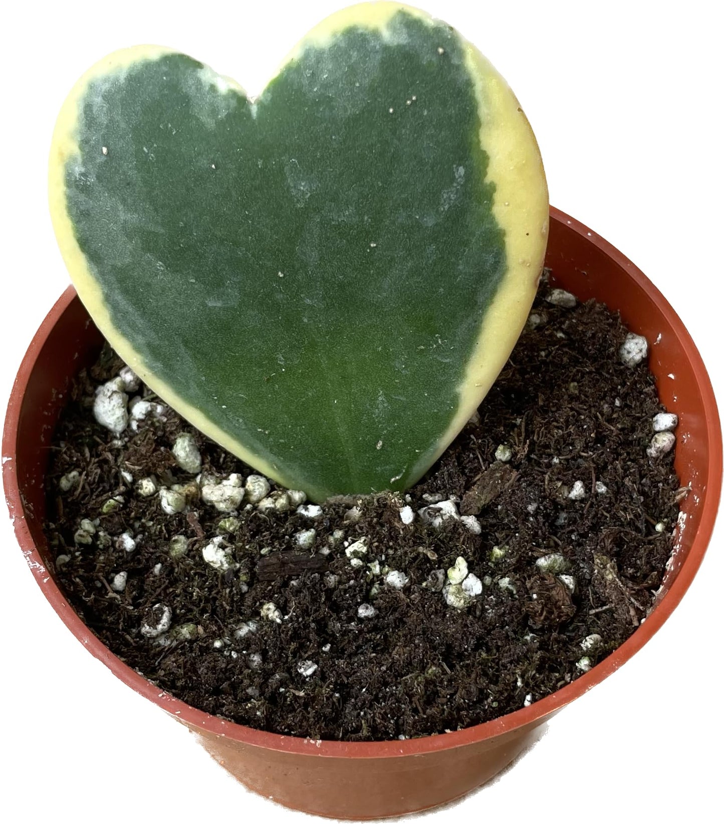 Variegated Hoya Kerrii - Hoya Plants Live Houseplant - Outer Variegated Kerrii - Plant Gift - Air Purifying Features - CA Seller (2-3 Leaves Plant, 4" Pot)