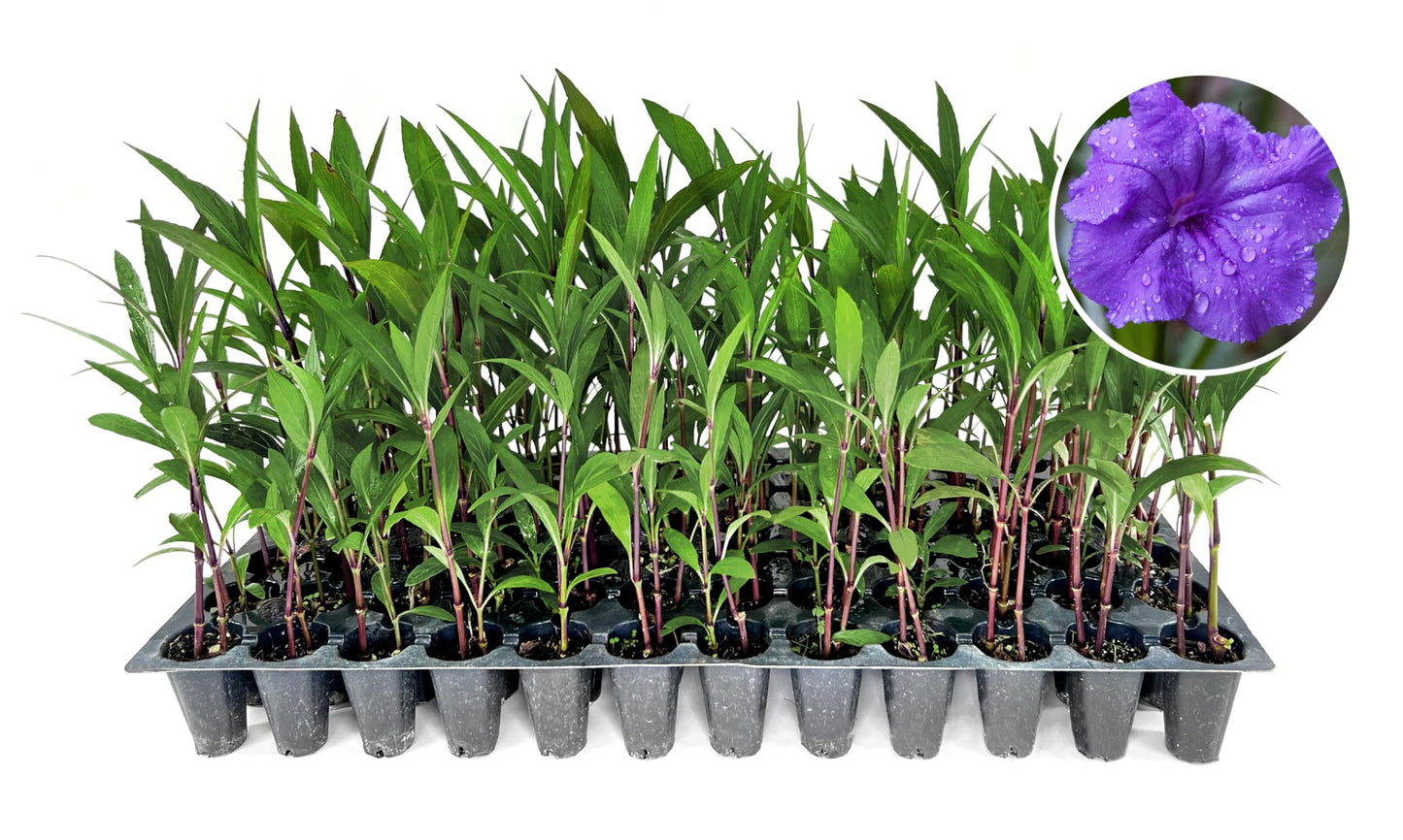 Mexican Petunia Purple | 10 Live Plants | Ruellia Brittoniana | Purple Flowering Landscape Pollinator | Heat Tolerant Groundcover | Outdoor Perennial for Gardens Borders Walkways Containers