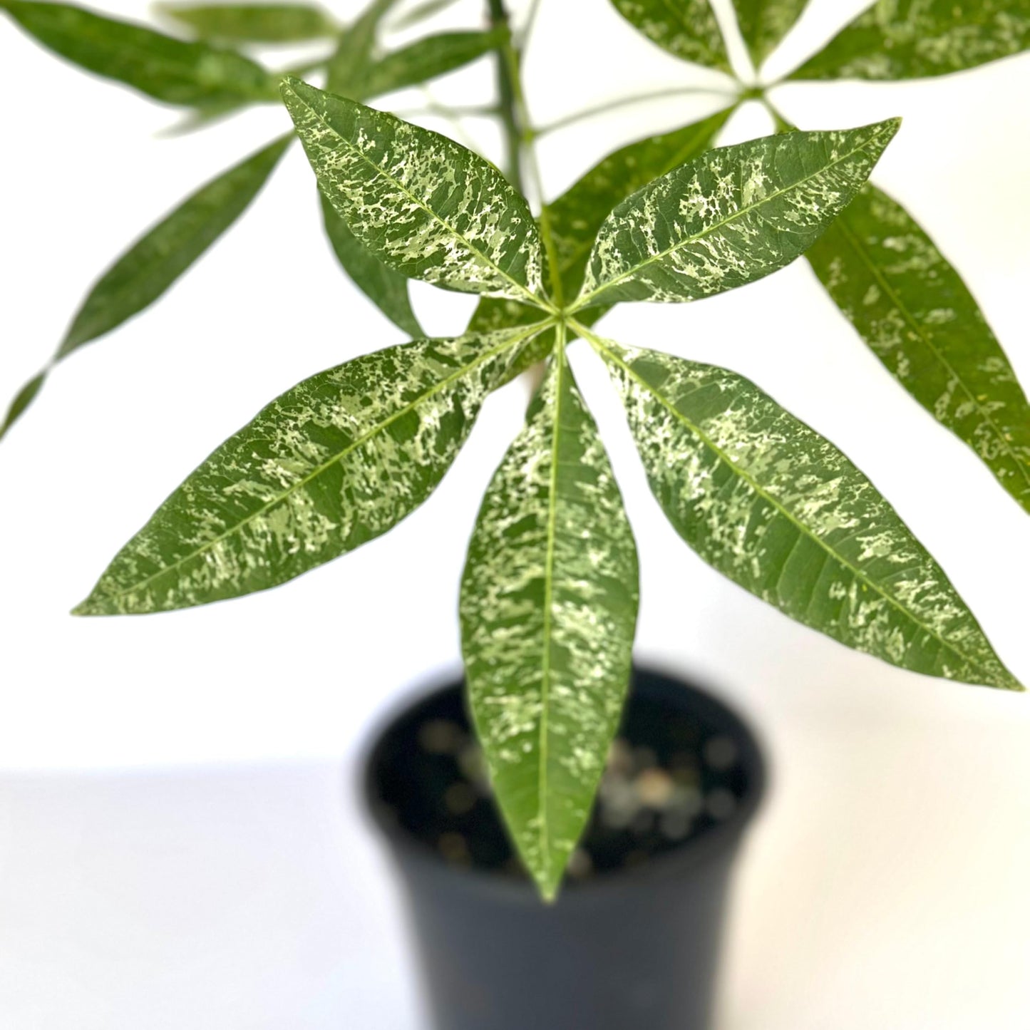 Live Money Tree Plant – 4” Indoor Pachira Glabra Variegated Fully Rooted | Albo Varieagata Rare Indoor Houseplant | Air-Purifying for Home, Office & Gifts (Heat Pack Included)