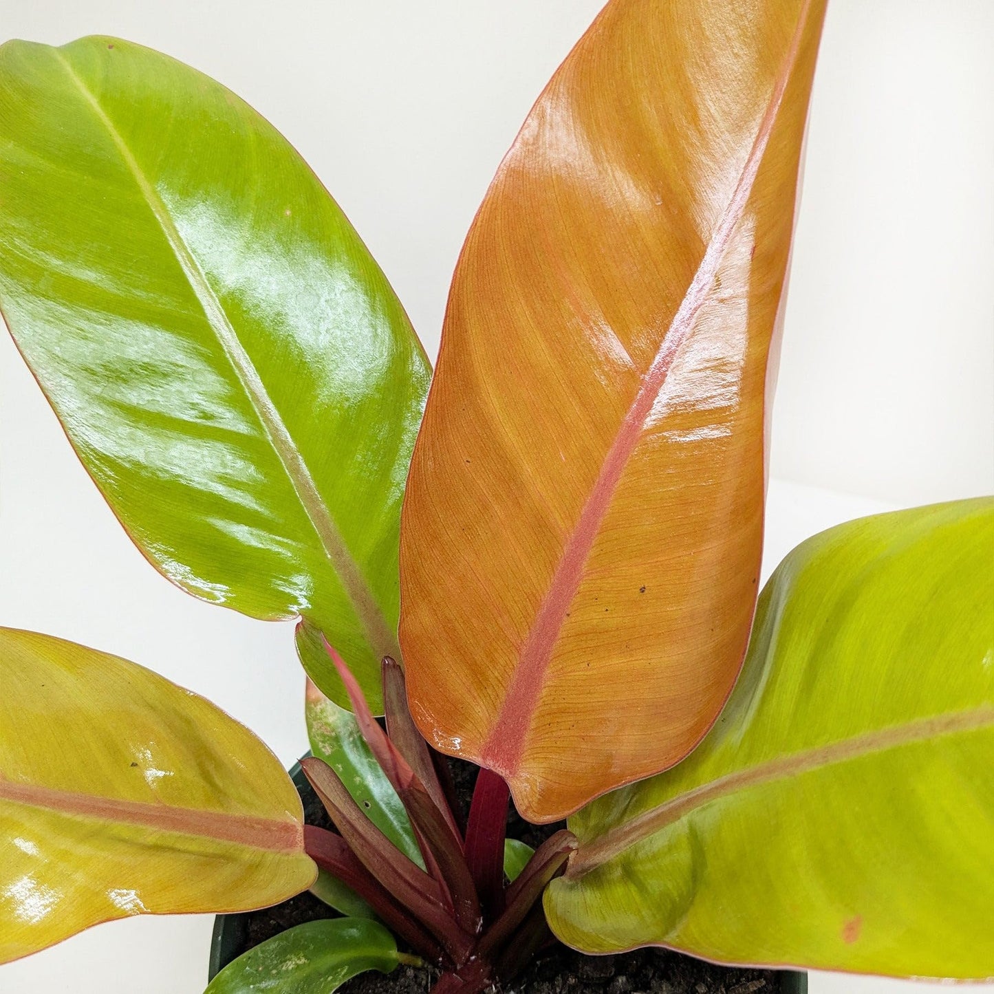 Philodendron 'Prince of Orange' | Live Plant for Indoor & Outdoor | for Living Room, Office, Bathroom | (4" Pot)