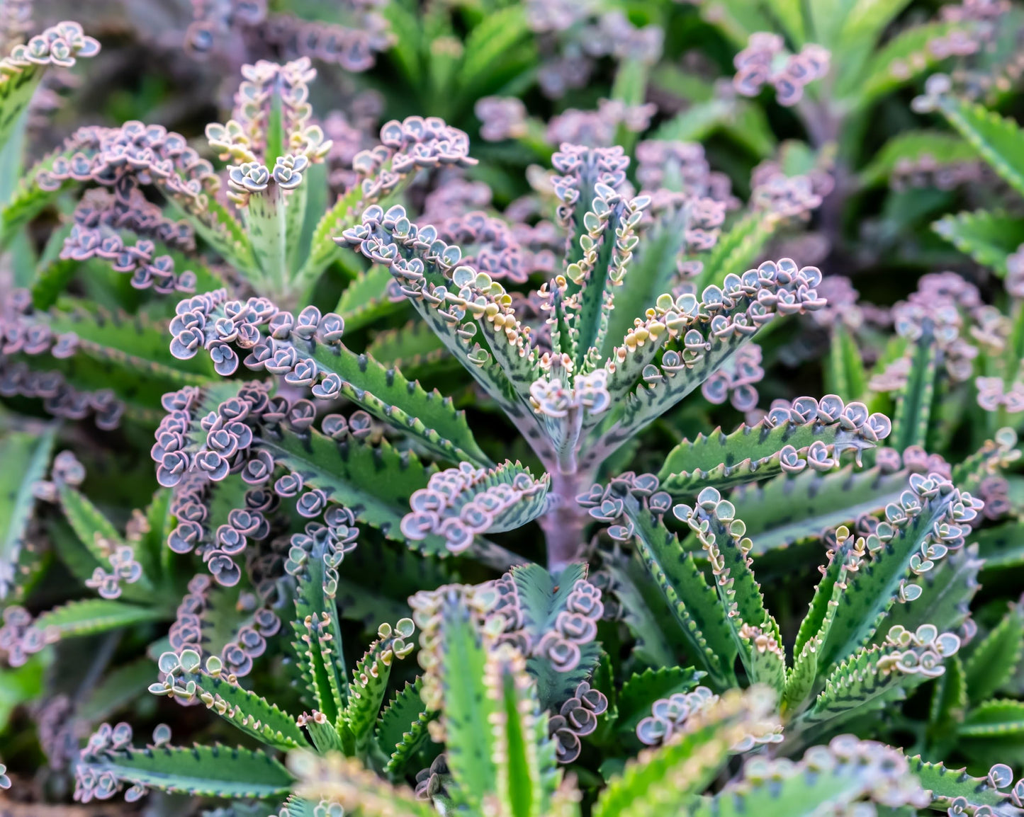 2 Mother of Millions Starter Plants – Live Succulent Plants in 2 Inch Starter Pots – Rare Colorful Kalanchoe, Easy-Care Houseplant (2 Plants)