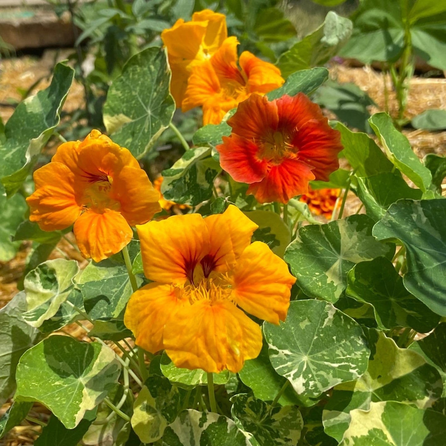 Clovers Garden Variegated Nasturtium (Alaska) Plants – Two (2) Live Plants – Non-GMO - Not Seeds - Each 4" to 8" Tall – in 4" Inch Pots – Deliciously Edible, Trap Plant for Veggie Gardens
