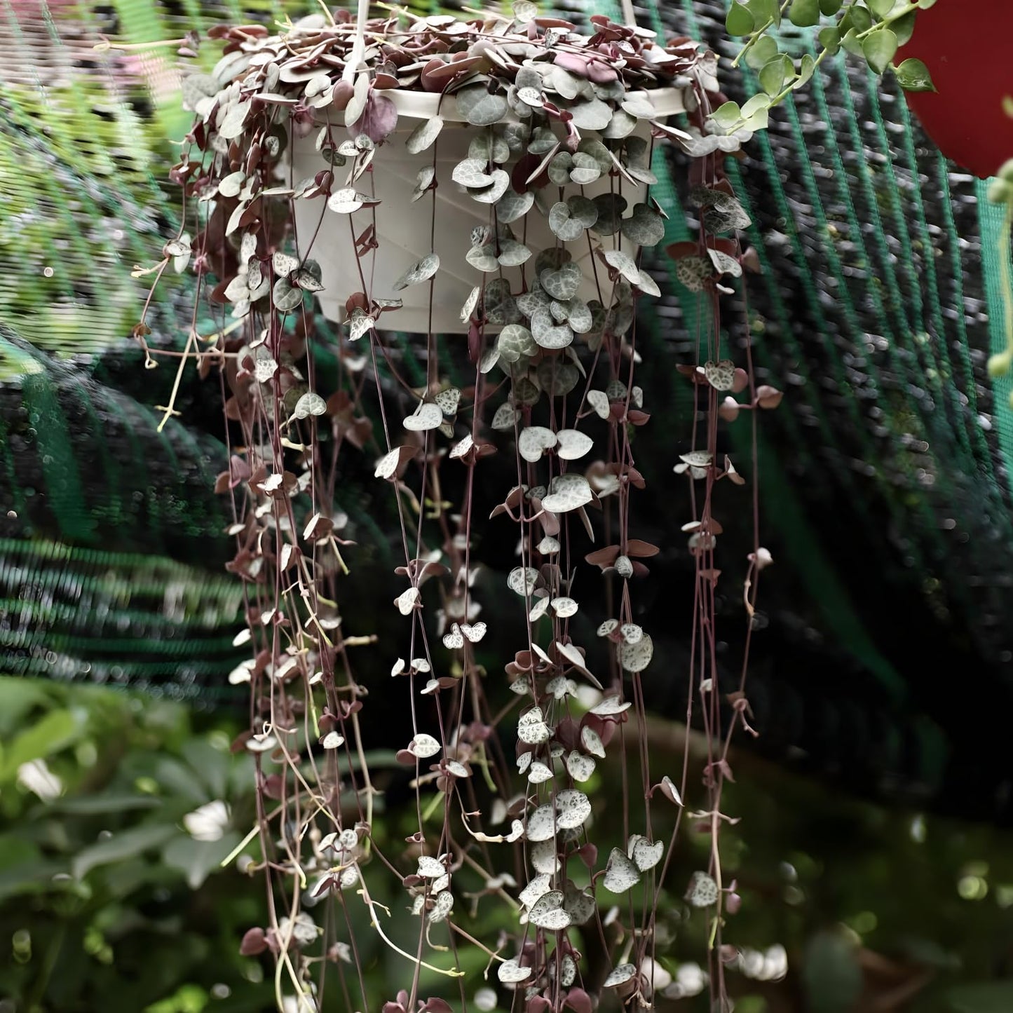 String of Hearts Plant Live – Succulents Plants Live 4” Pot | Pink Variegated String of Hearts | Suitable for Indoor Décor & Easy Care Gift