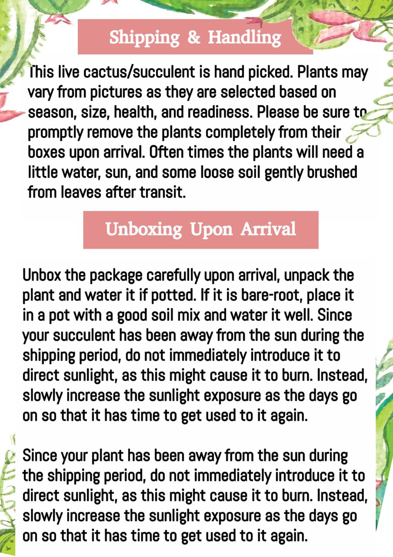 4" Rat Tail Cactus Rare Live Cactus Succulent Fully Rooted-Aporocactus Flagelliformis Live Plant. Easy to Grown Indoor/Outdoor.