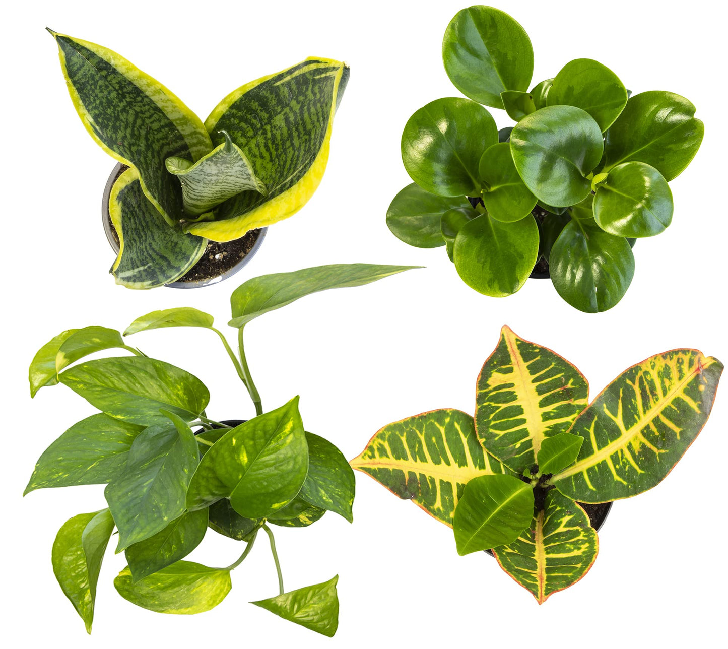 Altman Plants Live Houseplants (12PK), Indoor Plants for Delivery Prime & Essential Houseplant Collection (4PK) Live Plants Indoor Plants Live Houseplants in Plant Pots, Easy House Plants Indoors