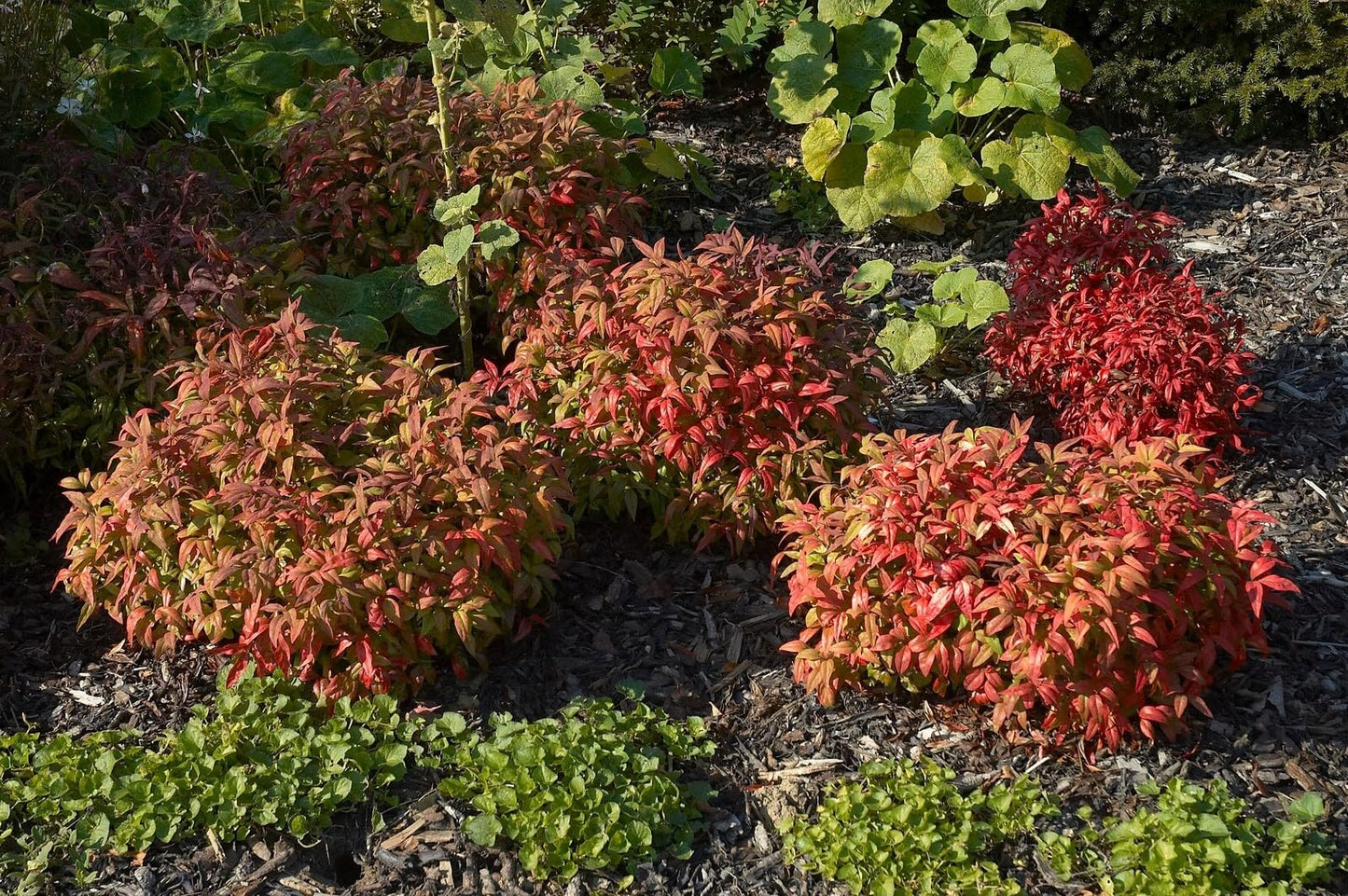 Live Plant - Firepower Nandina Heavenly Bamboo - Starter Plant