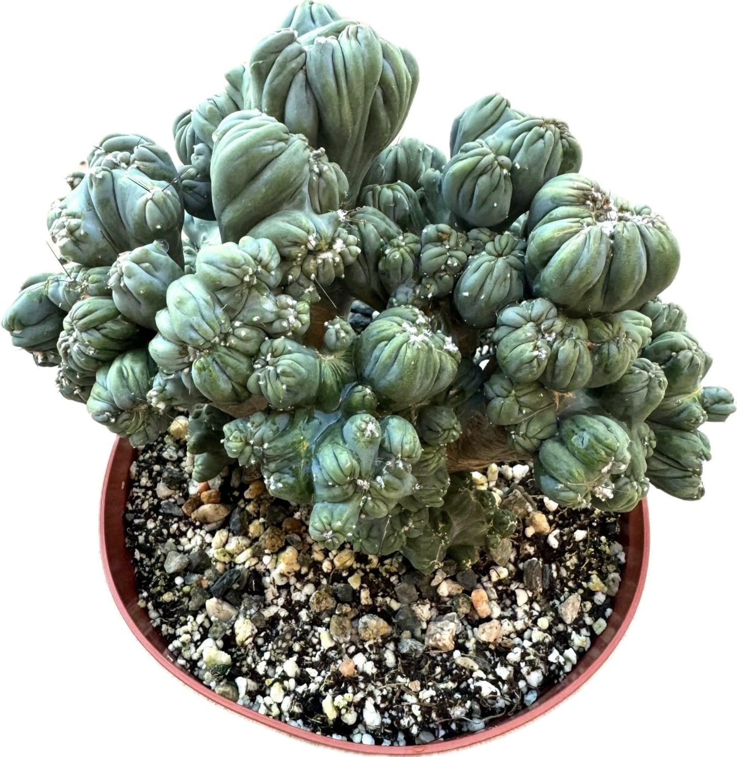 Large Live Cactus/Succulent Plant - Cereus Forbesii Monstrose 'Ming Thing' Cactus, Fully Rooted, Hardy and Drought Tolerant, Easy to Grow Indoor/Outdoor