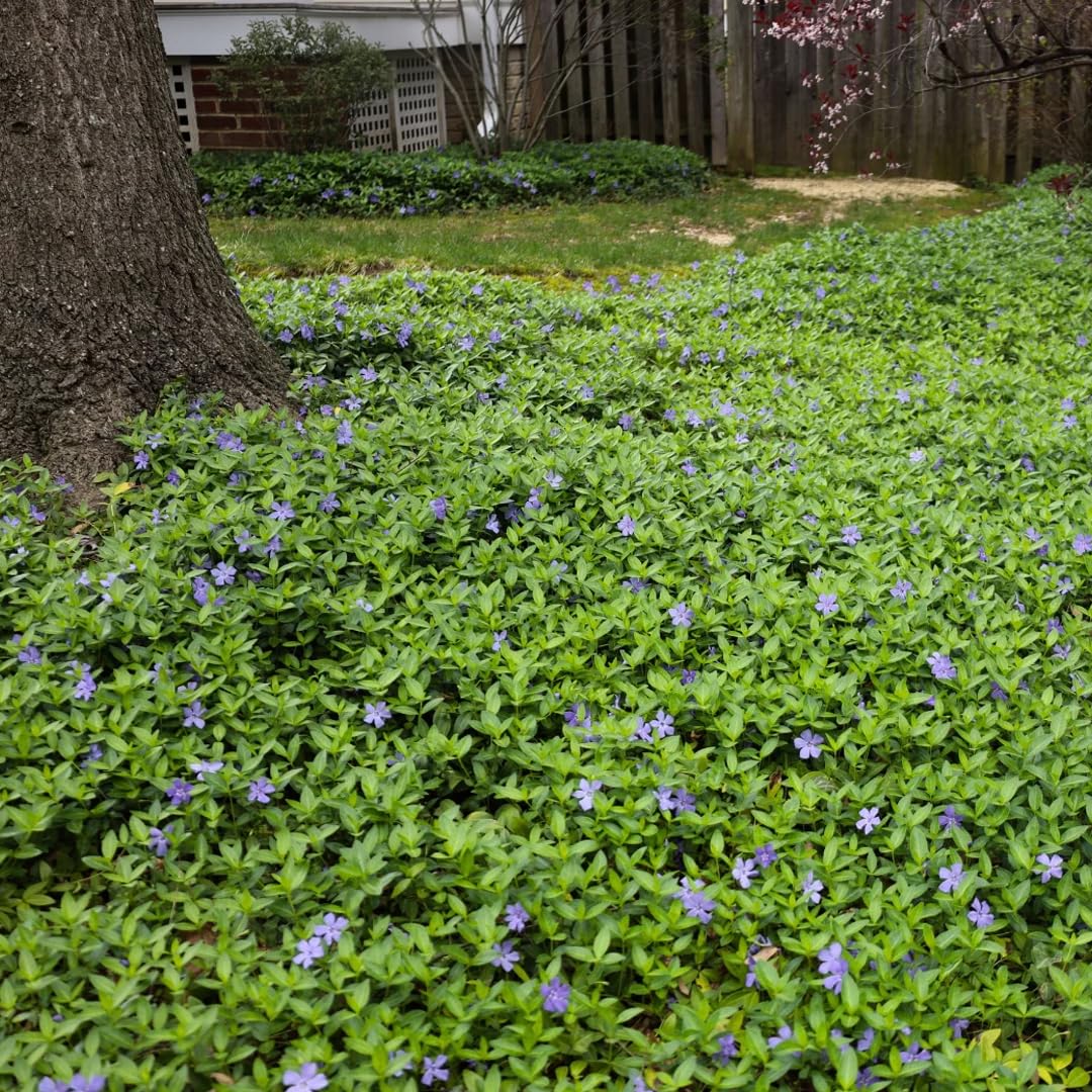 Vinca Minor Bowles Periwinkle,vinca Vine, Live Ground Cover Plants, Blue Flowering Shade Plant, 3-Pack