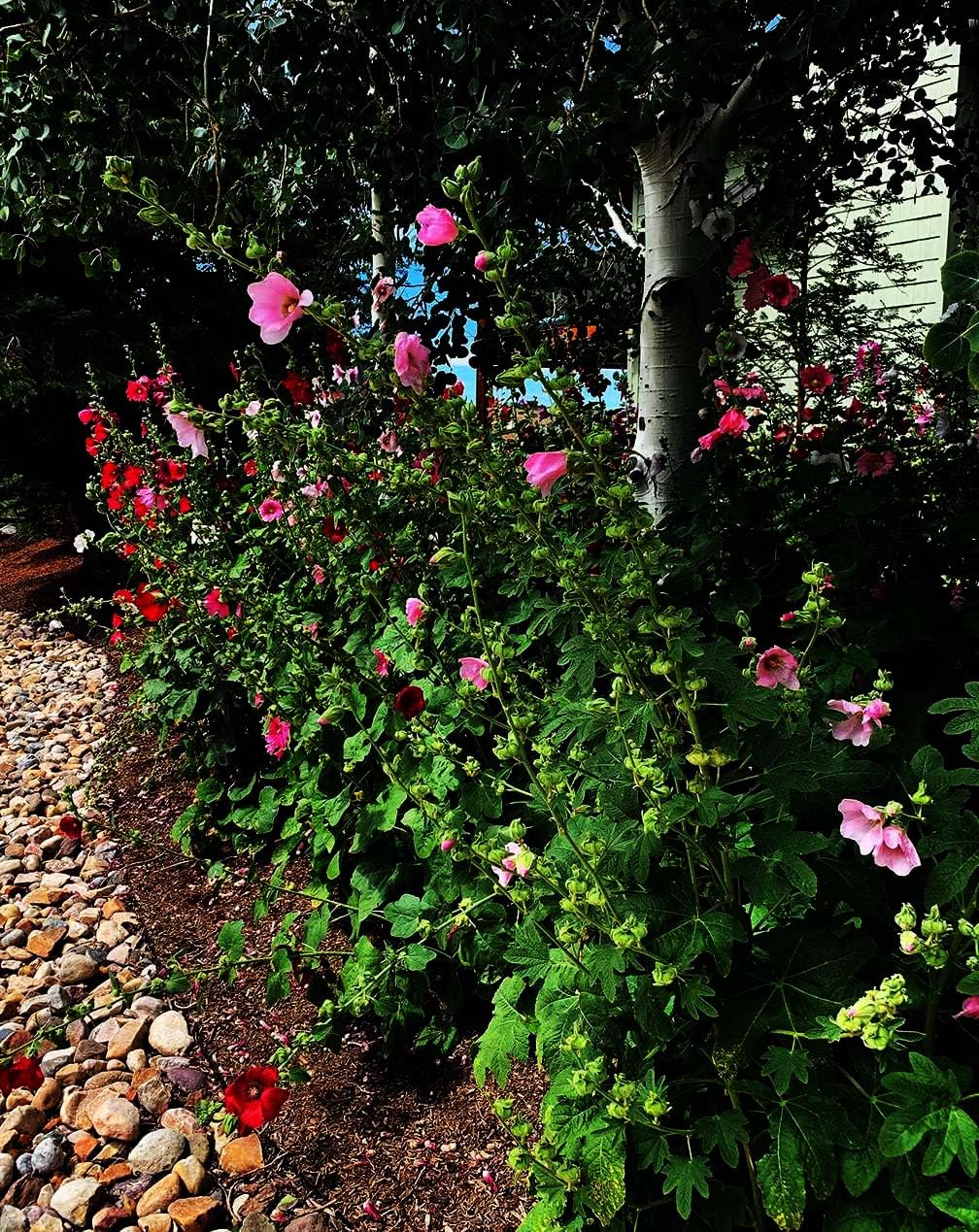 Hollyhock Single Mixed Colors - 250 Seeds - Long Blooming Period in All Zones