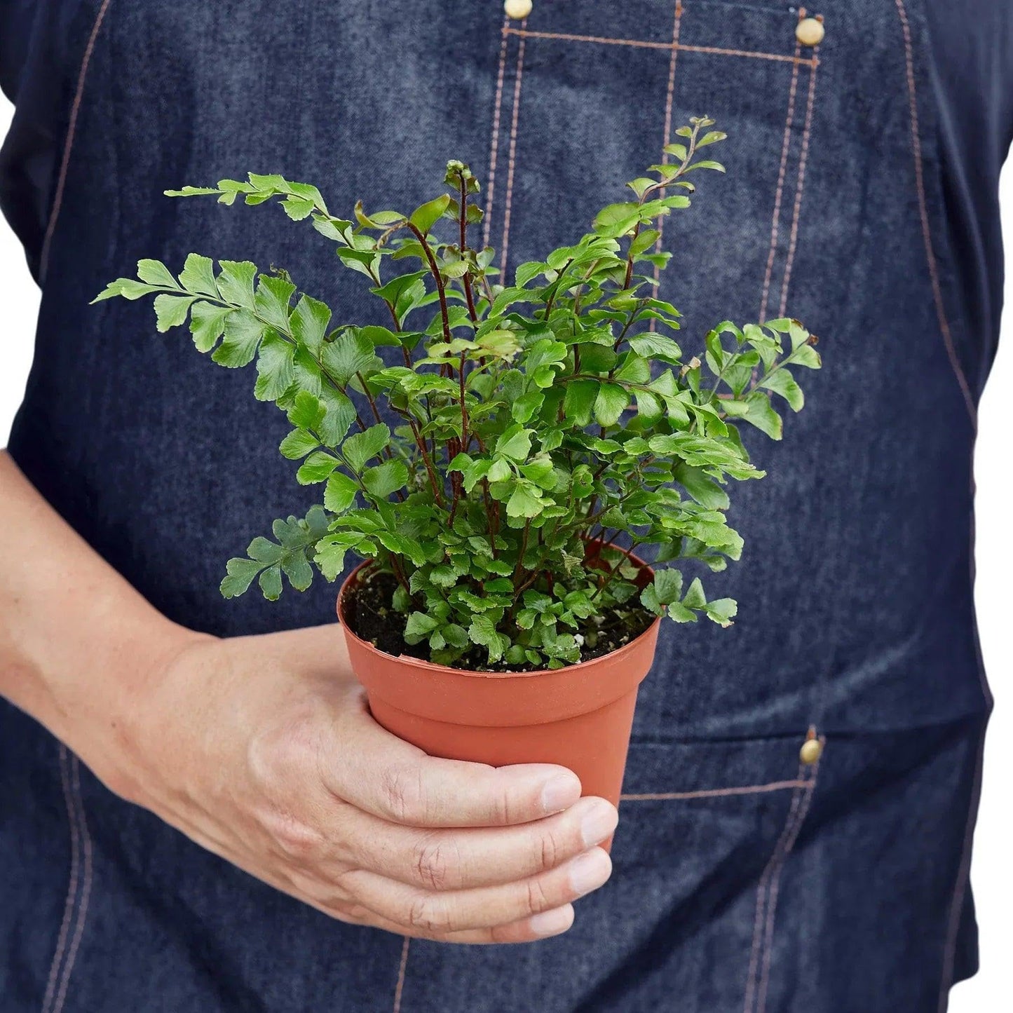 Mahogany Fern | Live Plant for Indoor & Outdoor | for Living Room, Office, Bathroom | (4" Pot)