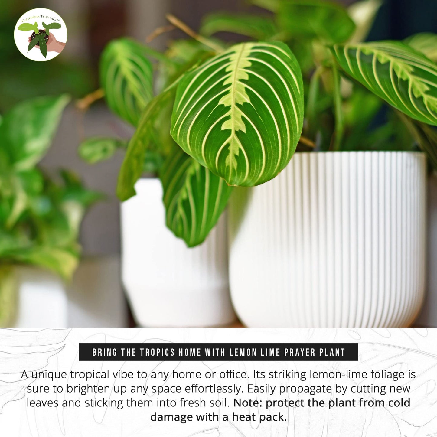 California Tropicals Lemon Lime Prayer Plant - Maranta - Rare Variety Live House Plant - Tropical Decor - Unique Real Plants Interior Garden Outdoors Supplies - Small Pot - 4 Inch Potting Decor