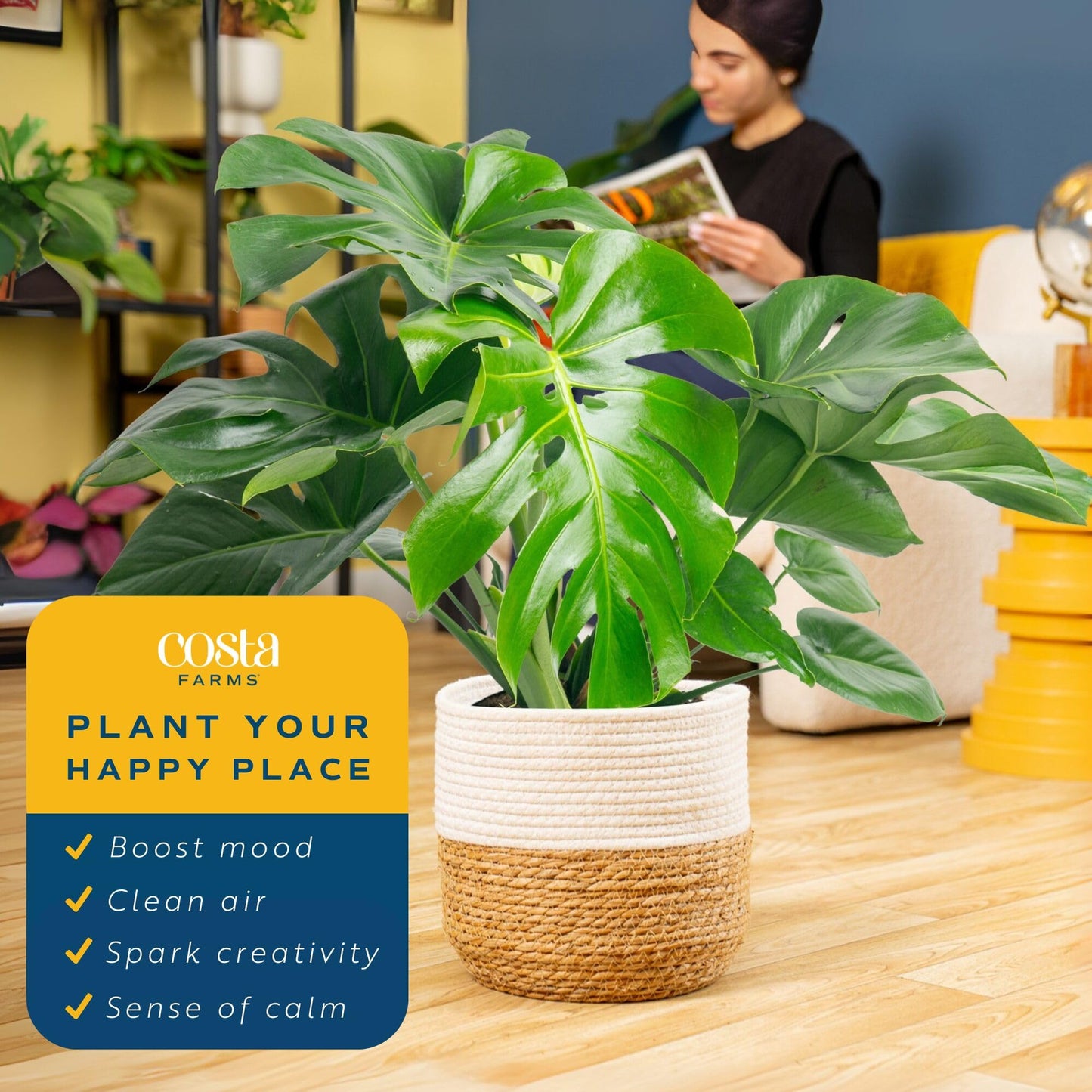 Costa Farms Monstera, Swiss Cheese Live Plant in Decorative Pot, Large Indoor Houseplant, Perfect for Home, Room, or Office Decor, Great House Warming or Birthday Gift, 2-3 Feet Tall