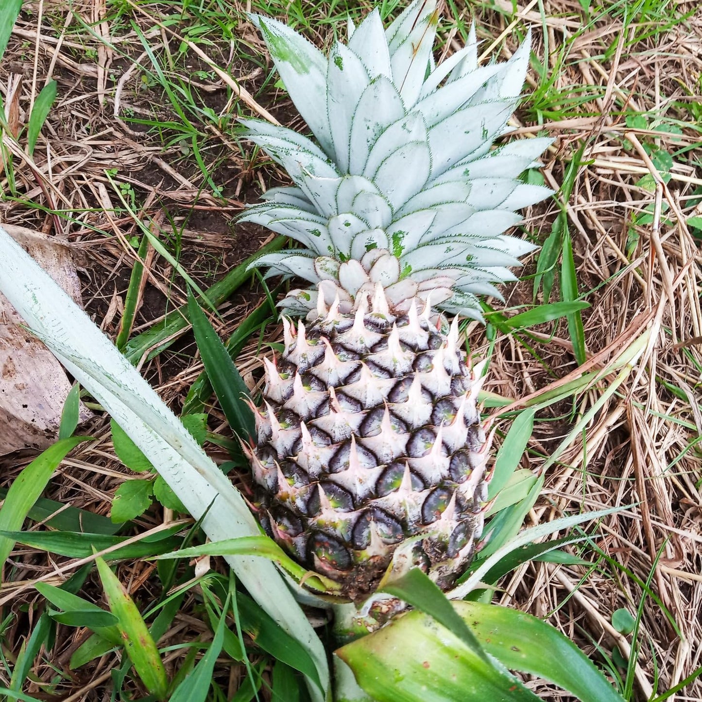 4 White Jade Pineapple Fruit Trees Live Plants, Pineapple Seedlings for Backyard Gardening, Pineapple Plants Live