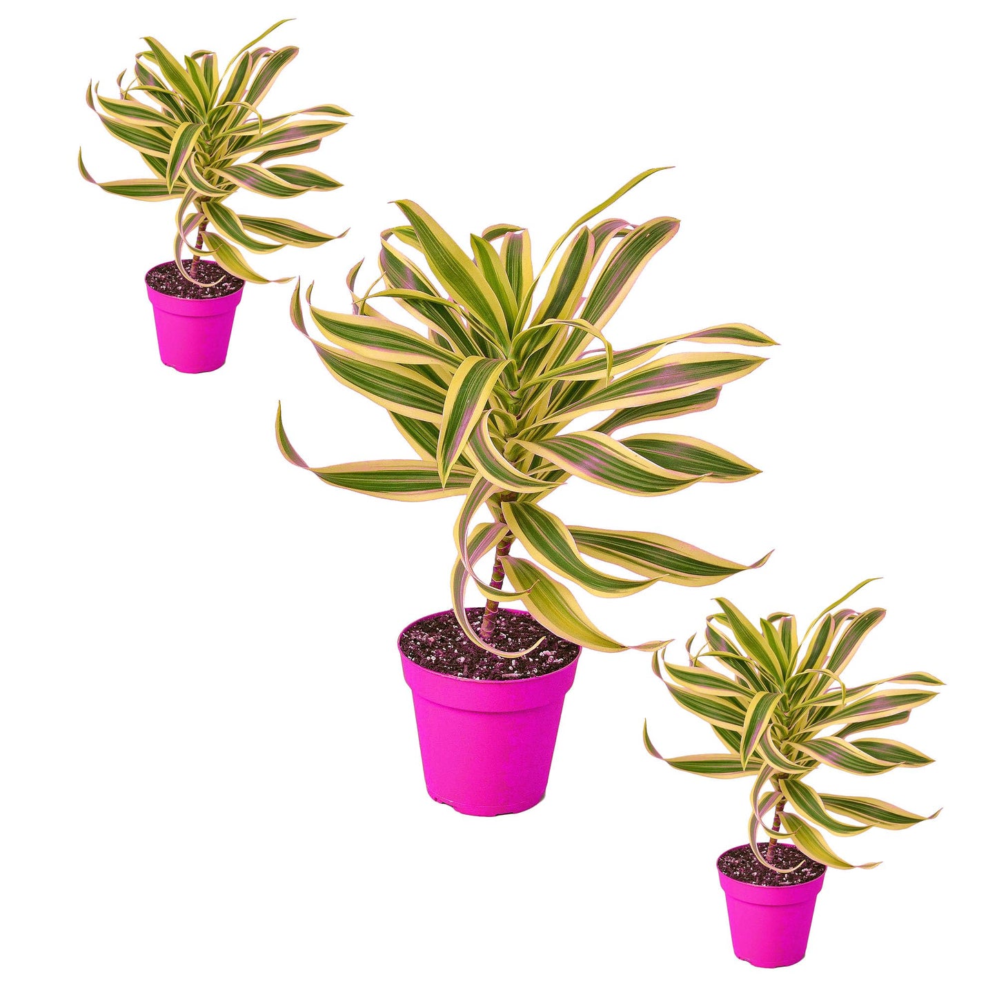 3 Pack Dracaena 'Song of India' in 4in Pot - Live Plants Tropical Houseplants | Variegated | USA Growers | The Snobby Leaf