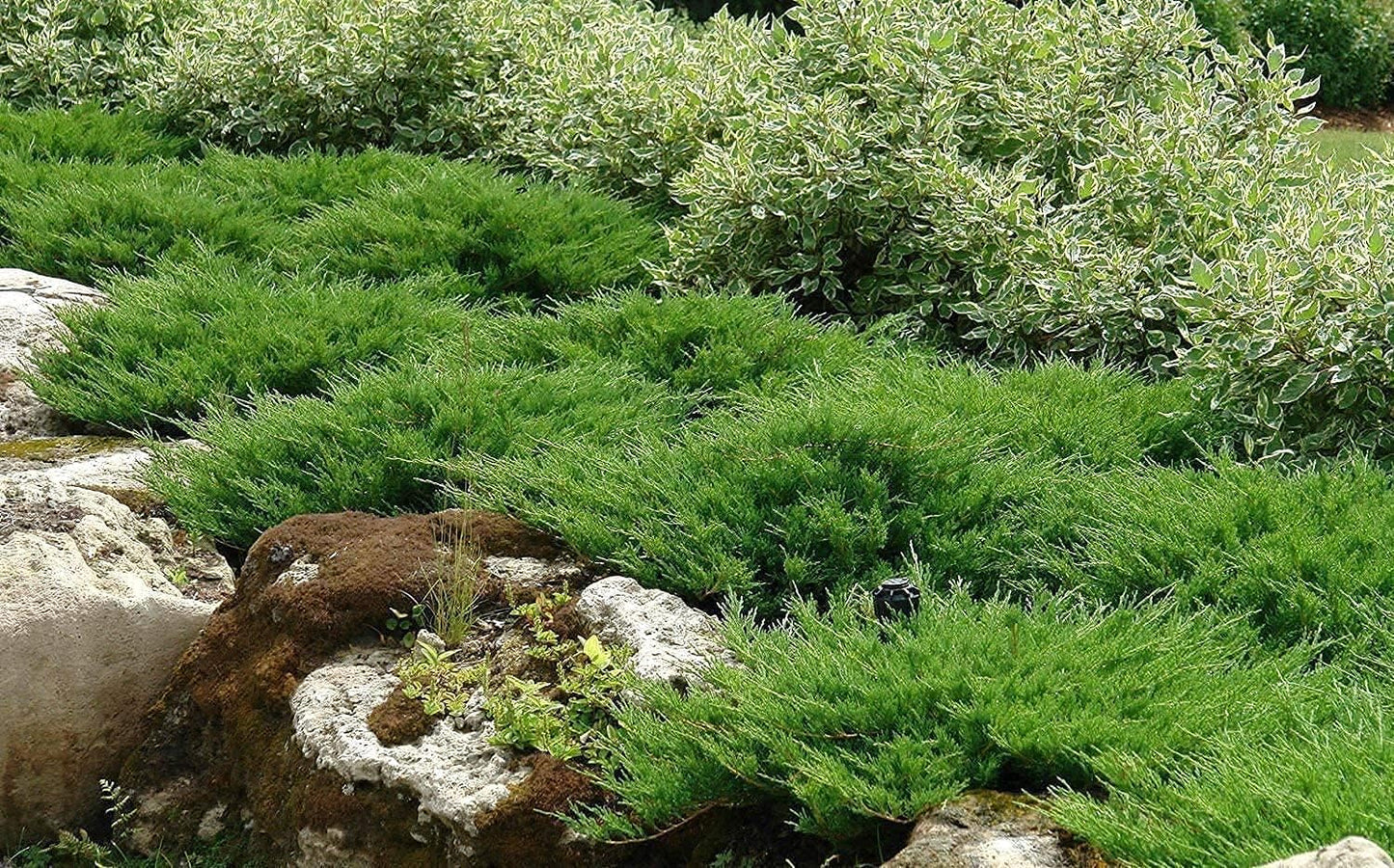Juniper Andorra Compacta | 1 Live 4 Inch Pot | Juniperus horizontalis ‘Andorra Compacta’ | Low-Growing Evergreen Ground Cover | Drought-Tolerant Landscaping Plants
