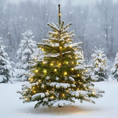 QBIS Outdoor Christmas Lights - Fairy Lights Battery Operated with Small Warm White LEDs, Green Wire, Multifunction, 6hr Timer, Indoor/Outdoor Battery Operated String for Wreath, Garland or Tree