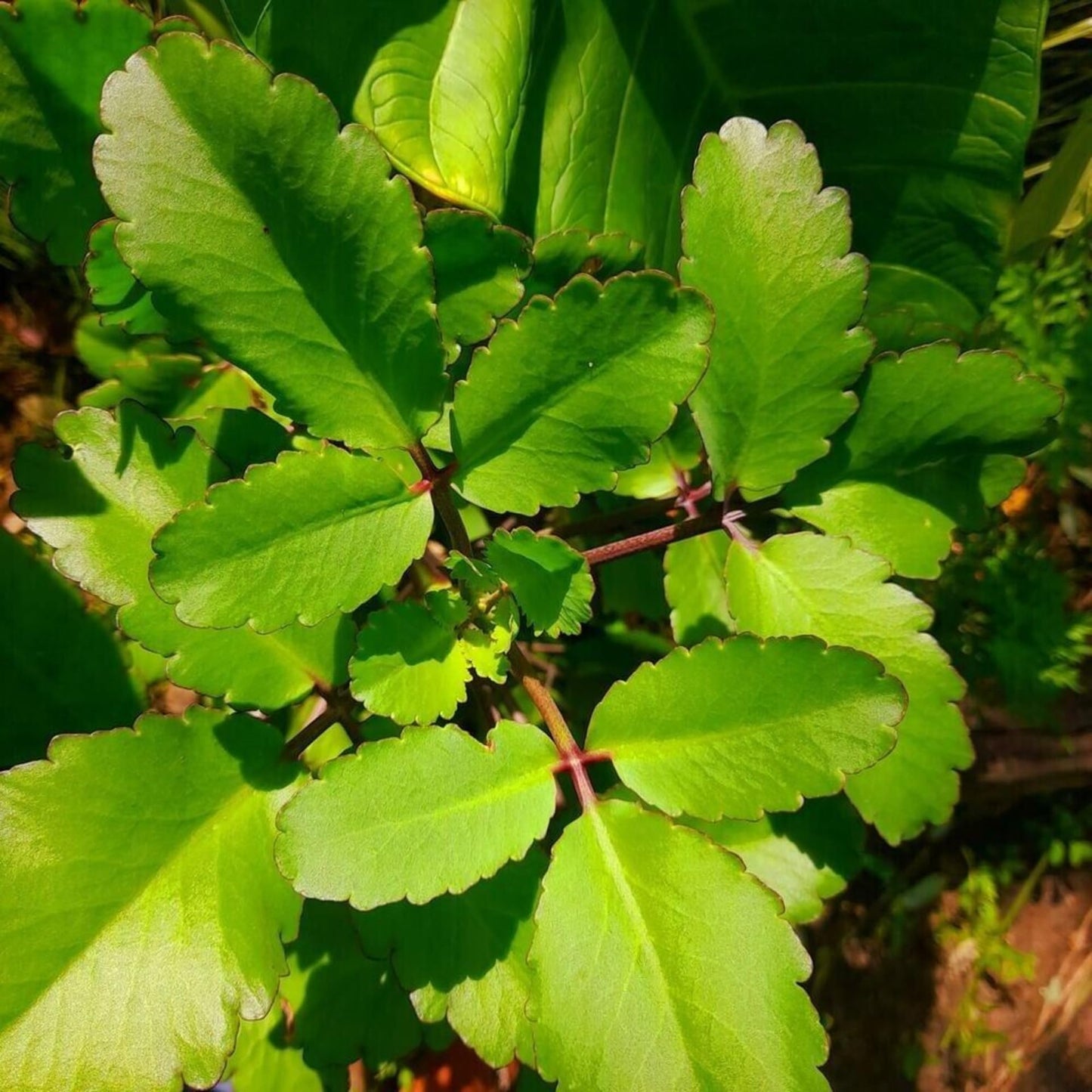Kalanchoe Pinnata, Life Plant, Goethe, Miracle Leaf Rooted Plant ●Live Plant ● 1 Kalanchoe Plant Live Rooted Plant 4 to 6 Inc Tall