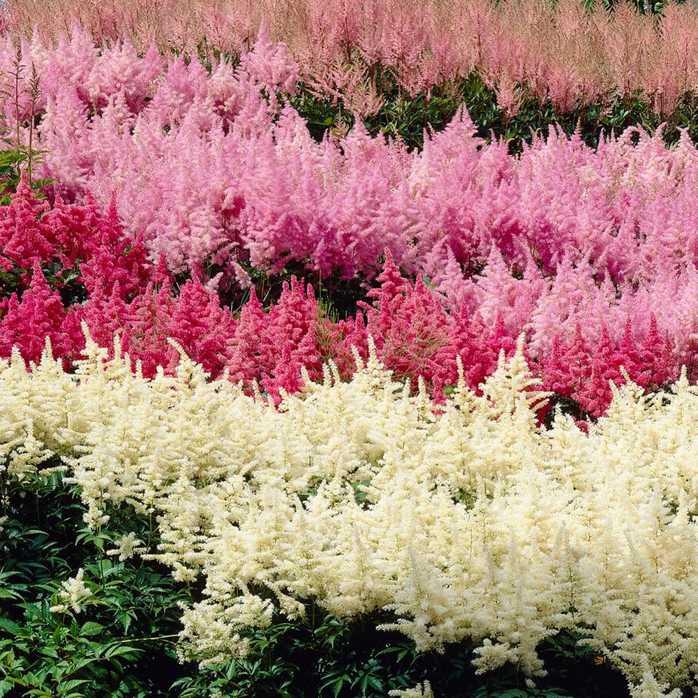 Complete Shade Perennial Flower Bulb Garden - 30 Bulbs for 50 Days of Continuous Blooms (Summer Color from July Through October) - Easy to Grow Summer Planting Bulbs by Willard & May