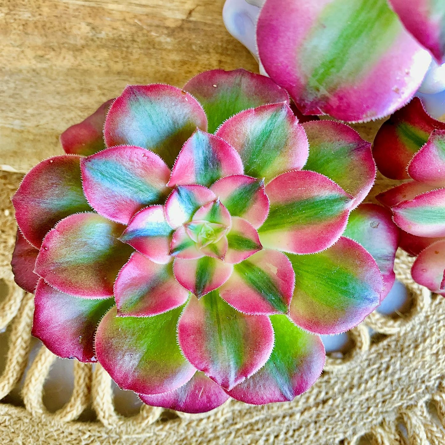 FWPP Succulents Plants Live Echeveria Perle von Nürnberg,Mini Succulents Red 3 inches Mini Succulents,Bare Root Without Pot,Succulent Plant Live Decoration Plant Gifts
