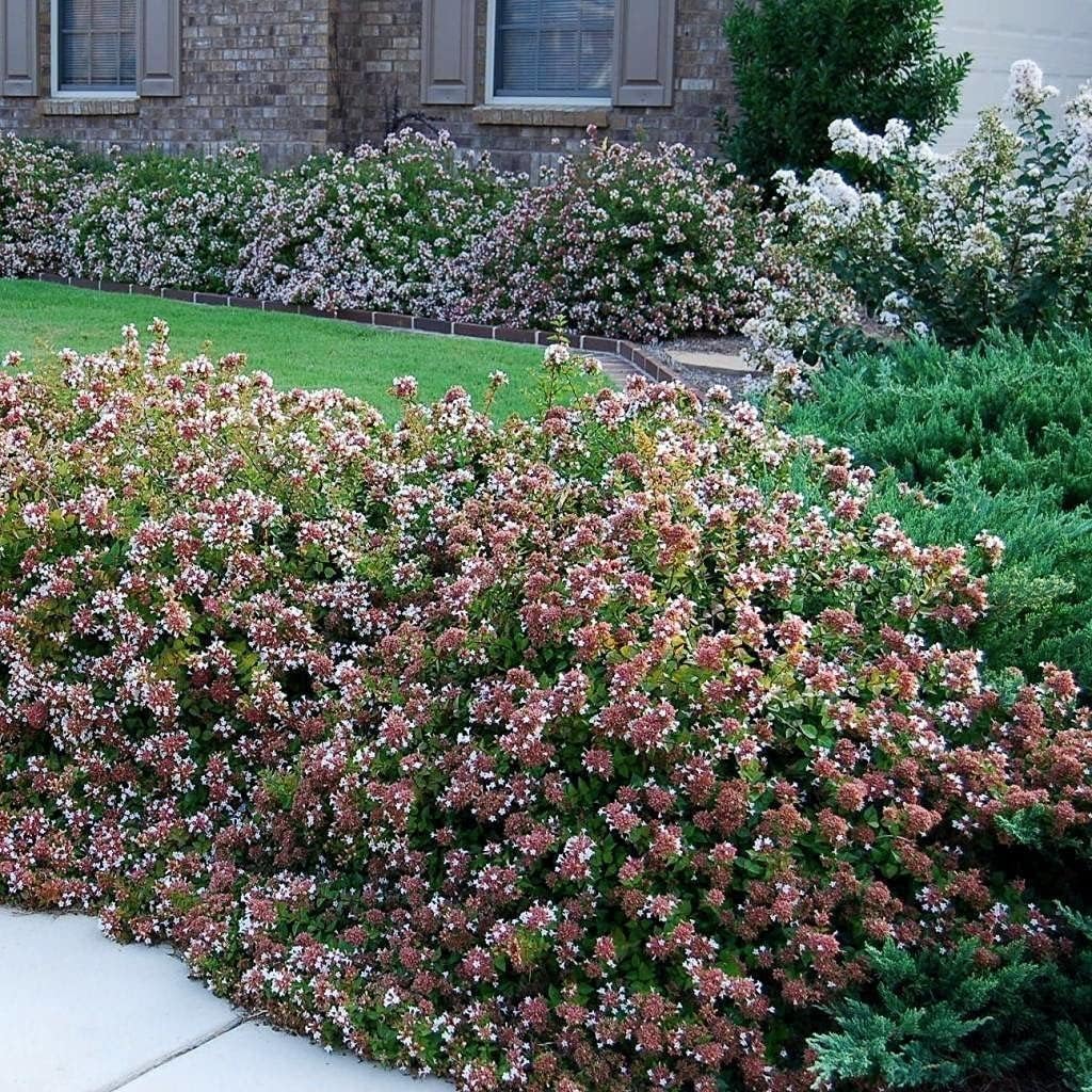 Abelia Chinensis Rose Creek | 1 Large Trade Gallon Size Plant | Flowering Butterfly Attracting Ornamental Shrub