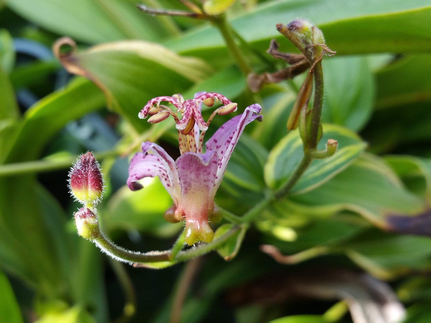 Toad Lily Variegated - Tricyrtis 'Samurai' - Live Tropical Plant - Tiny Purple Orchid Flower - Emerald Goddess Gardens - Starter Sz 4 Inch Pot