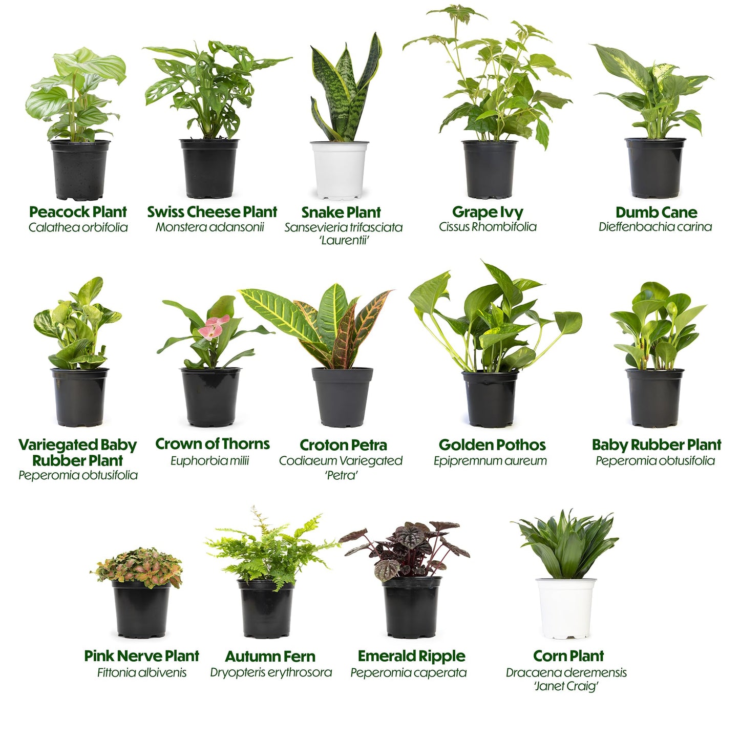 Essential Houseplant Collection (4PK) in 4.25" Grower Pots, Easy Air Purifying Plant Pack with Pothos, Syngonium, Philodendron, & More Popular Live Houseplants for Beginners by Plants for Pets