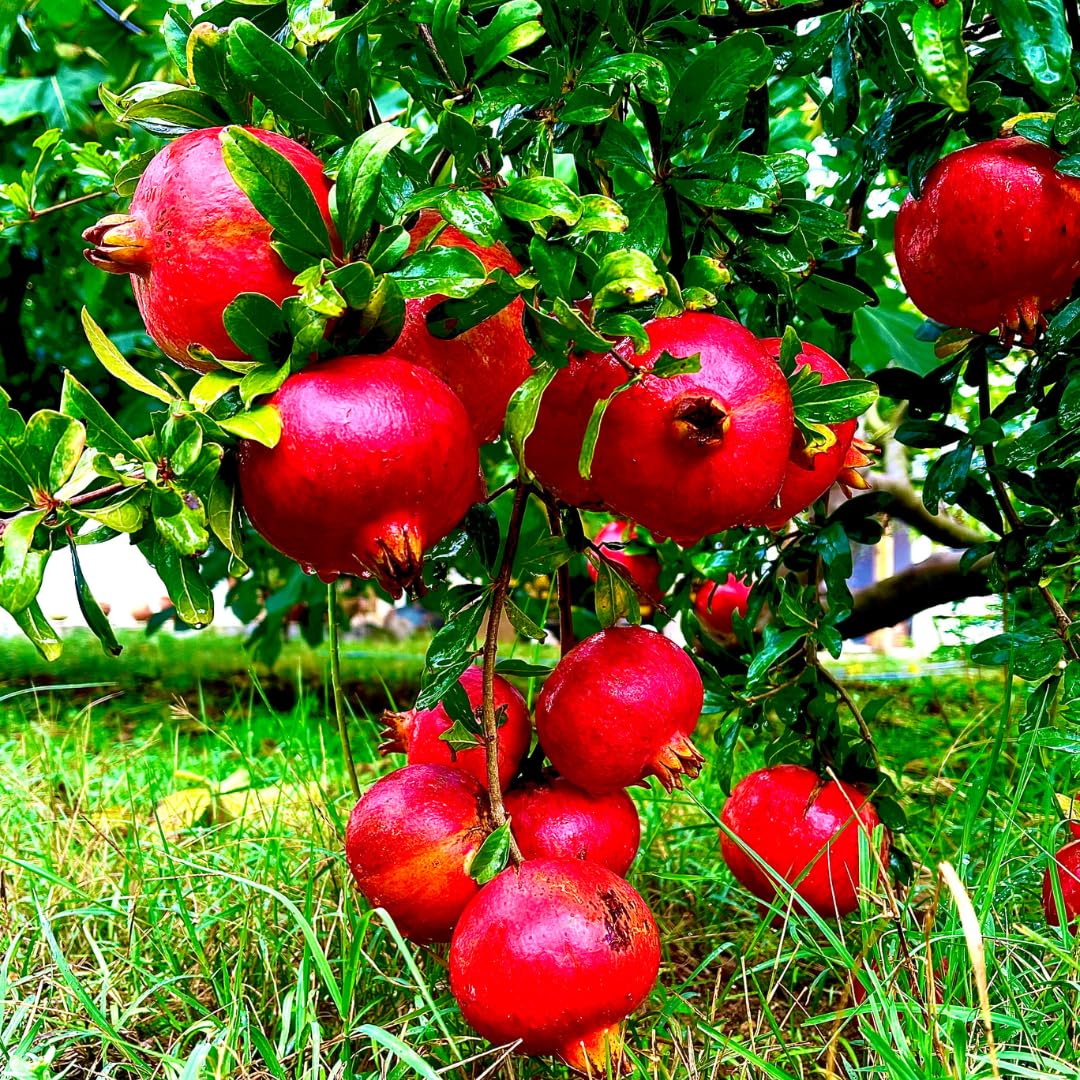 3 Pomegranate Trees Live Plants Cold Hardy, Large Sweet Fruit Pomegranates Plants Well-Rooted, 5-9 Inches Tall, No Pot