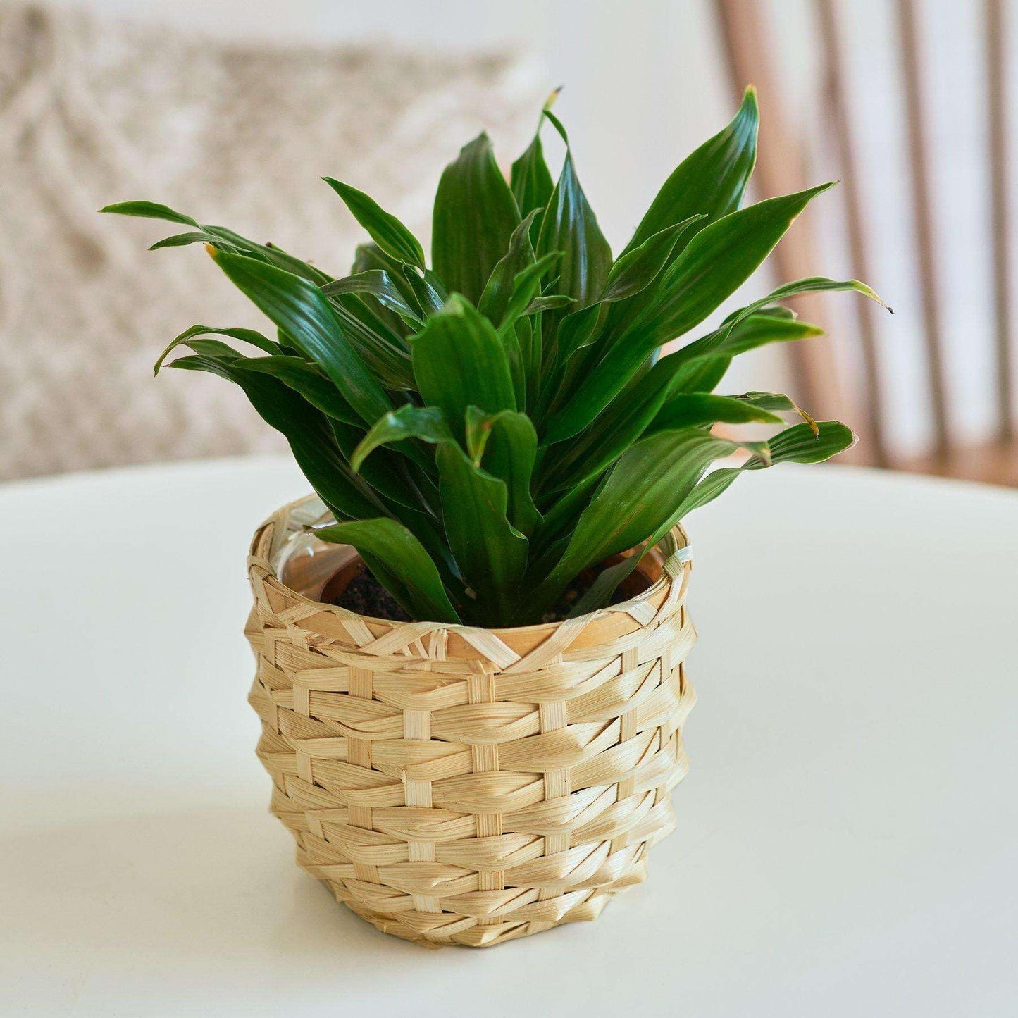 Dracaena Janet Craig Live Plant for Indoor | Different Houseplants in 3'' Pot | Real House Plant for Living Room, Office, Desk & Bathroom | Dragon Tree | Dracaena Janet Craig