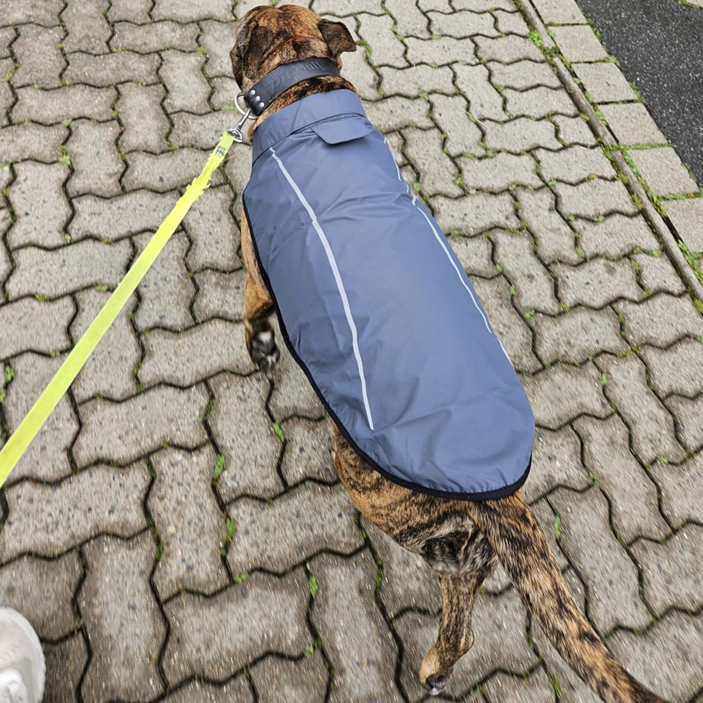 Mile High Life | Dog Raincoat | Adjustable Water Proof Pet Clothes | Lightweight Rain Jacket with Reflective Strip | Easy Step in Closure (M,Gray)