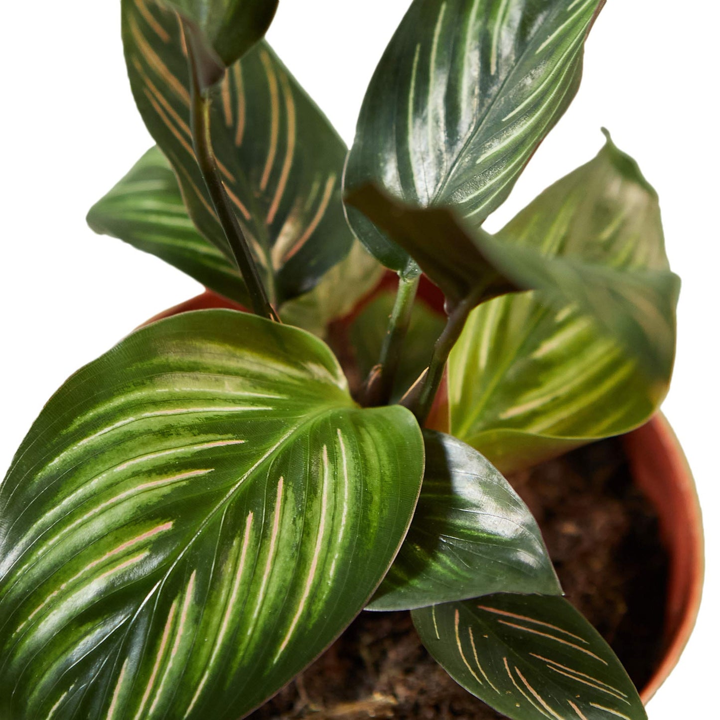 House Plant Shop | Calathea 'Beauty Star' - 4" Pot | Live Indoor Plant | Easy to Care | Natural Décor Plant | Great Gifts| Free Care Guide