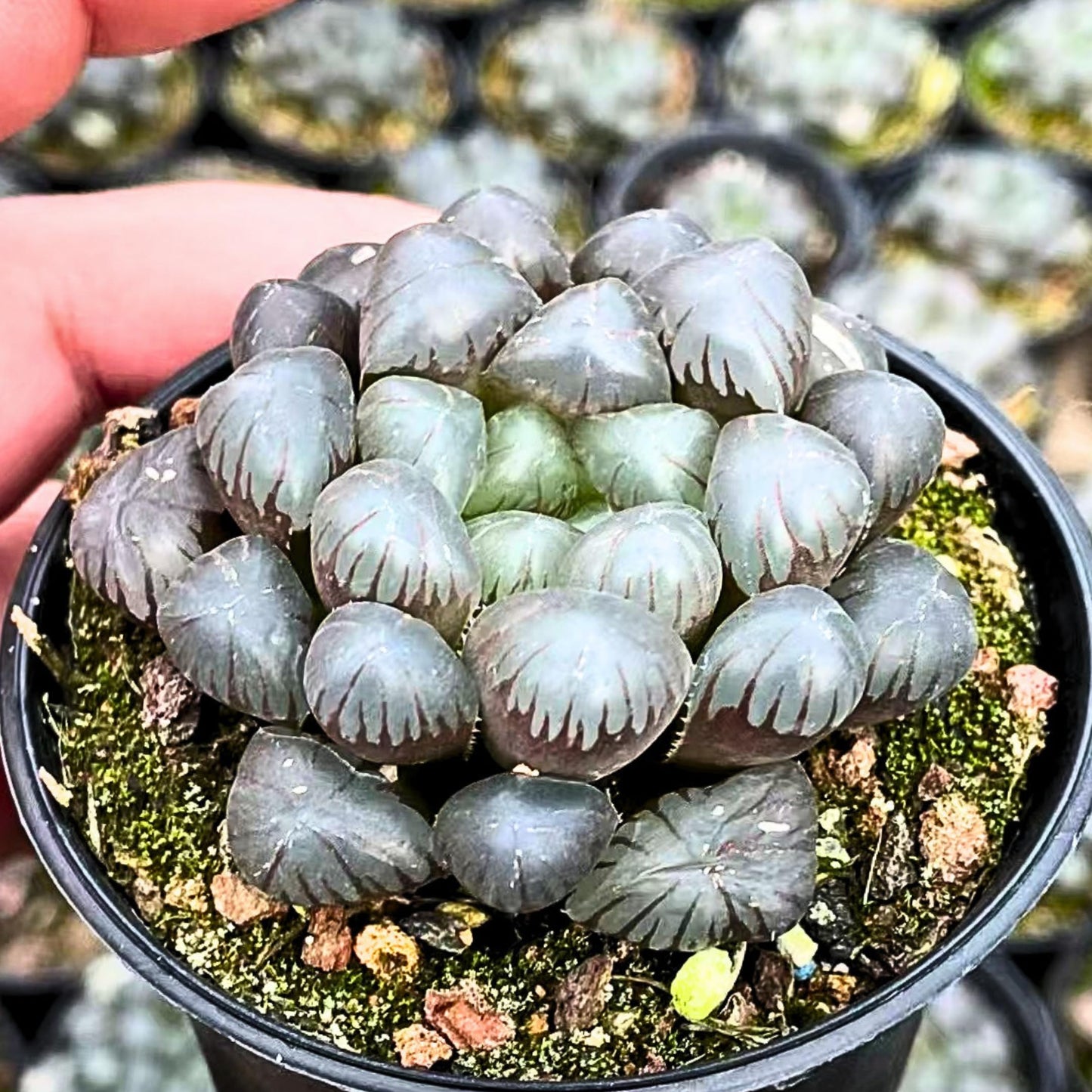 Rare Haworthia Cooperi OB1 - Succulent Plants - Unique Varieties | Live Indoor Plants | Low-Maintenance | Great for Collectors, Home, Office, and Gifts