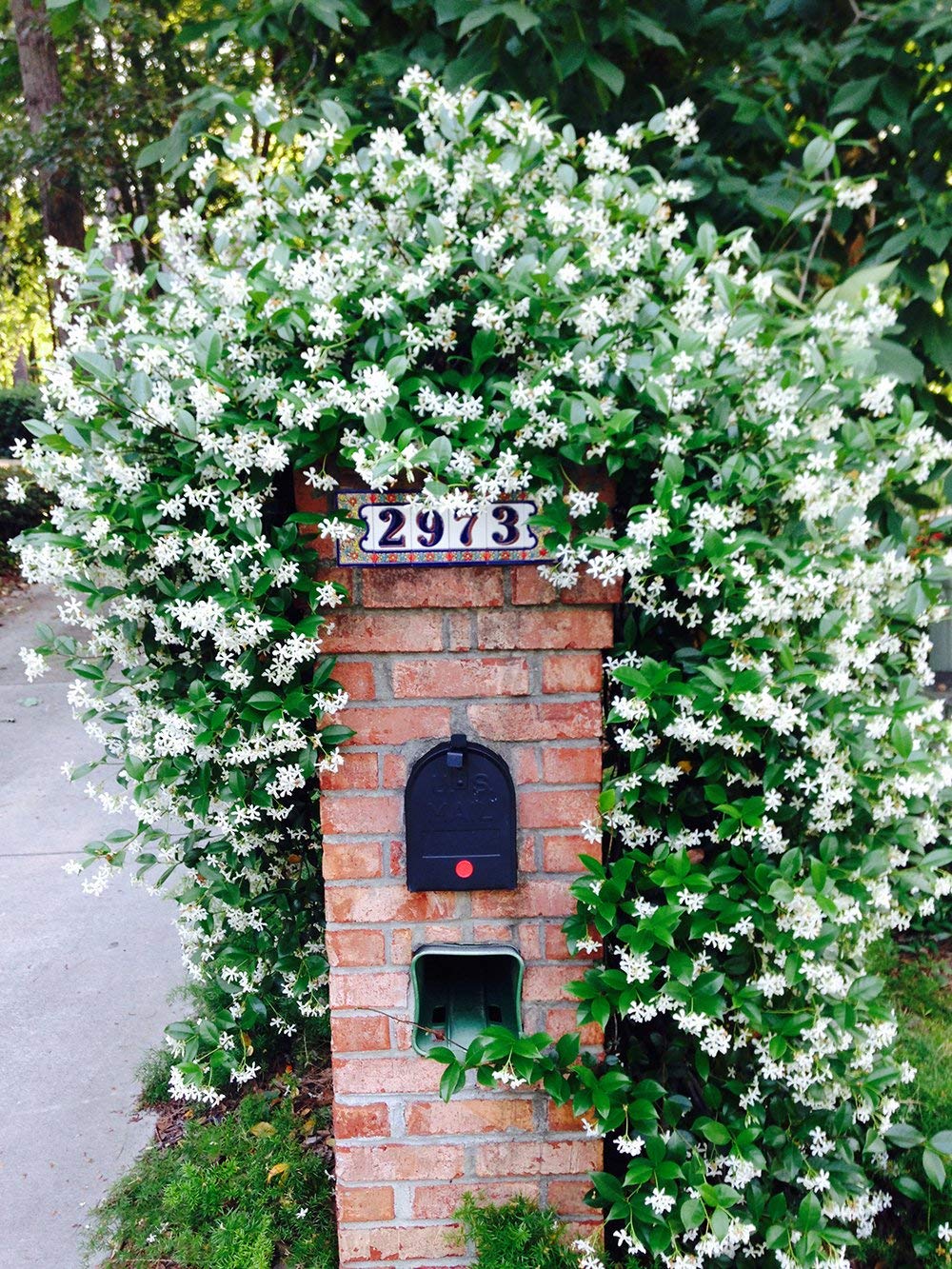 Perfect Plants Confederate Jasmine Live Plant, 1 Gallon Pot - 2 Pack, Includes Care Guide