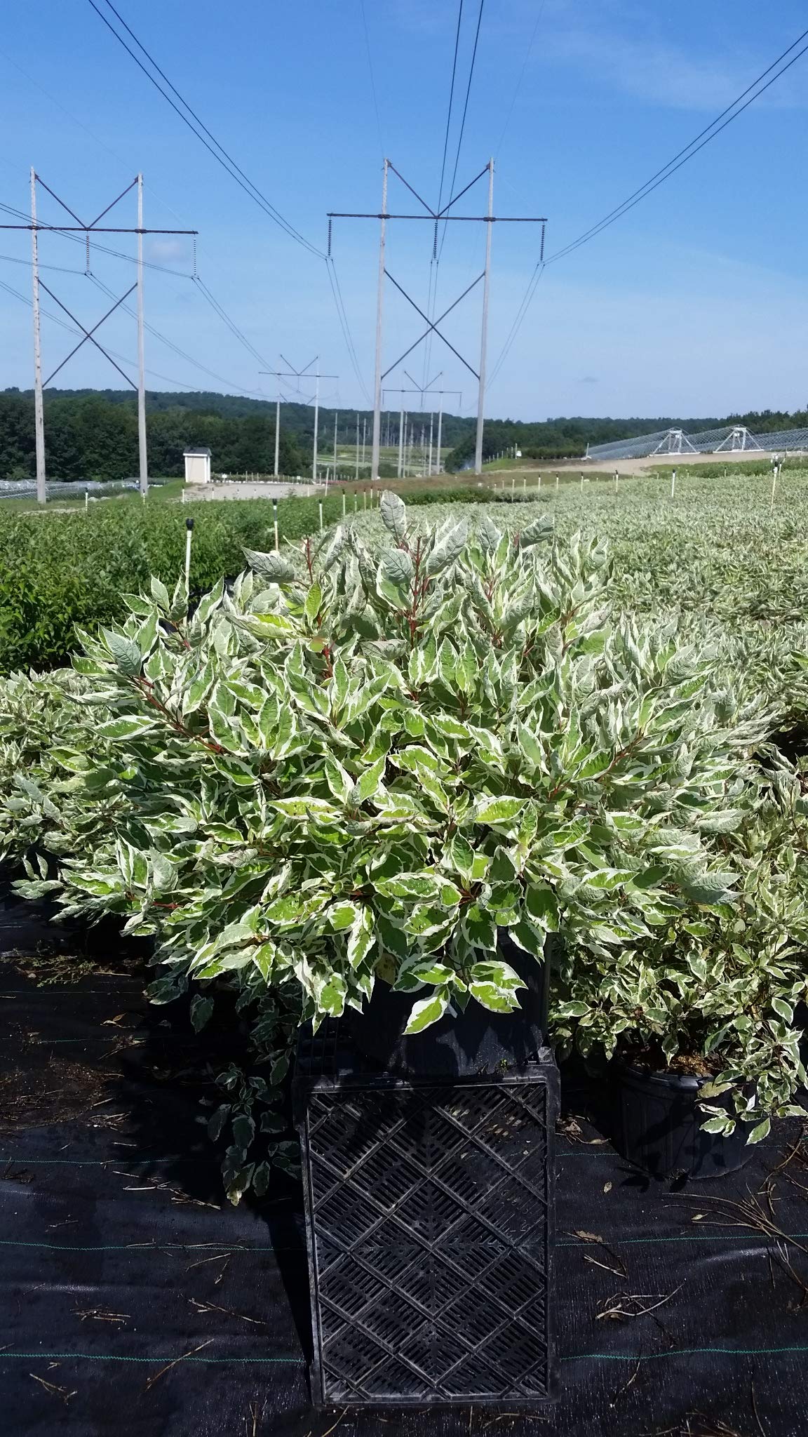 Cornus alba 'Ivory Halo' (Varigated Dogwood) Shrub, White Flowers with Varigated Foliage, #2 - Size Container