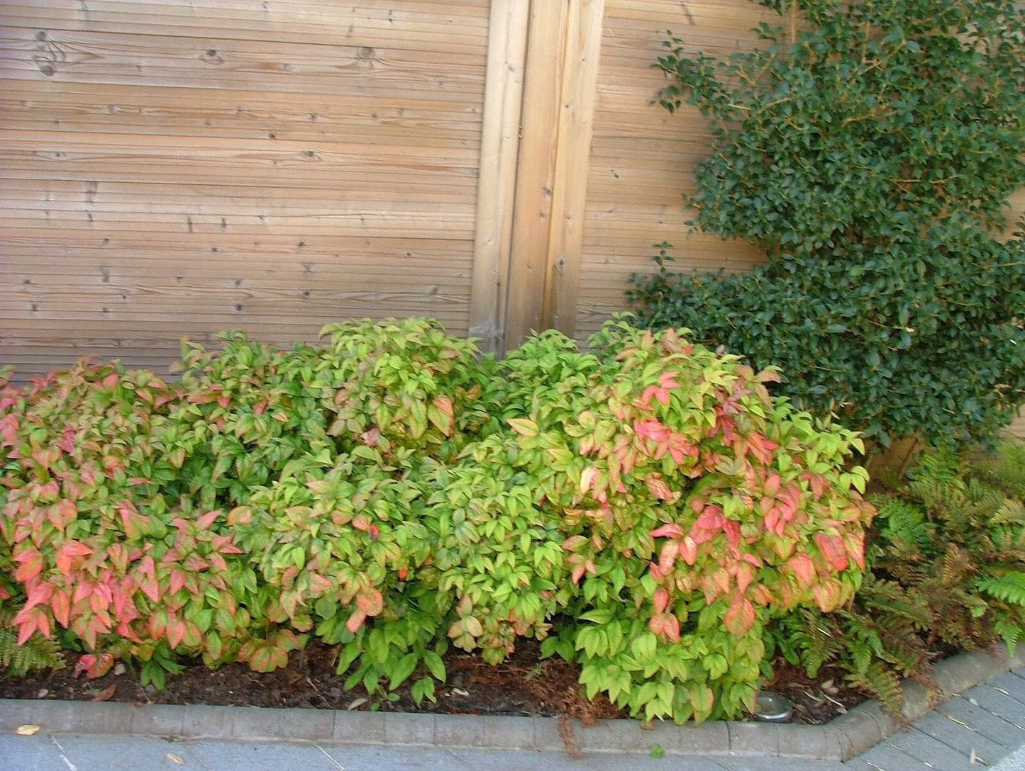 Live Plant - Firepower Nandina Heavenly Bamboo - Starter Plant